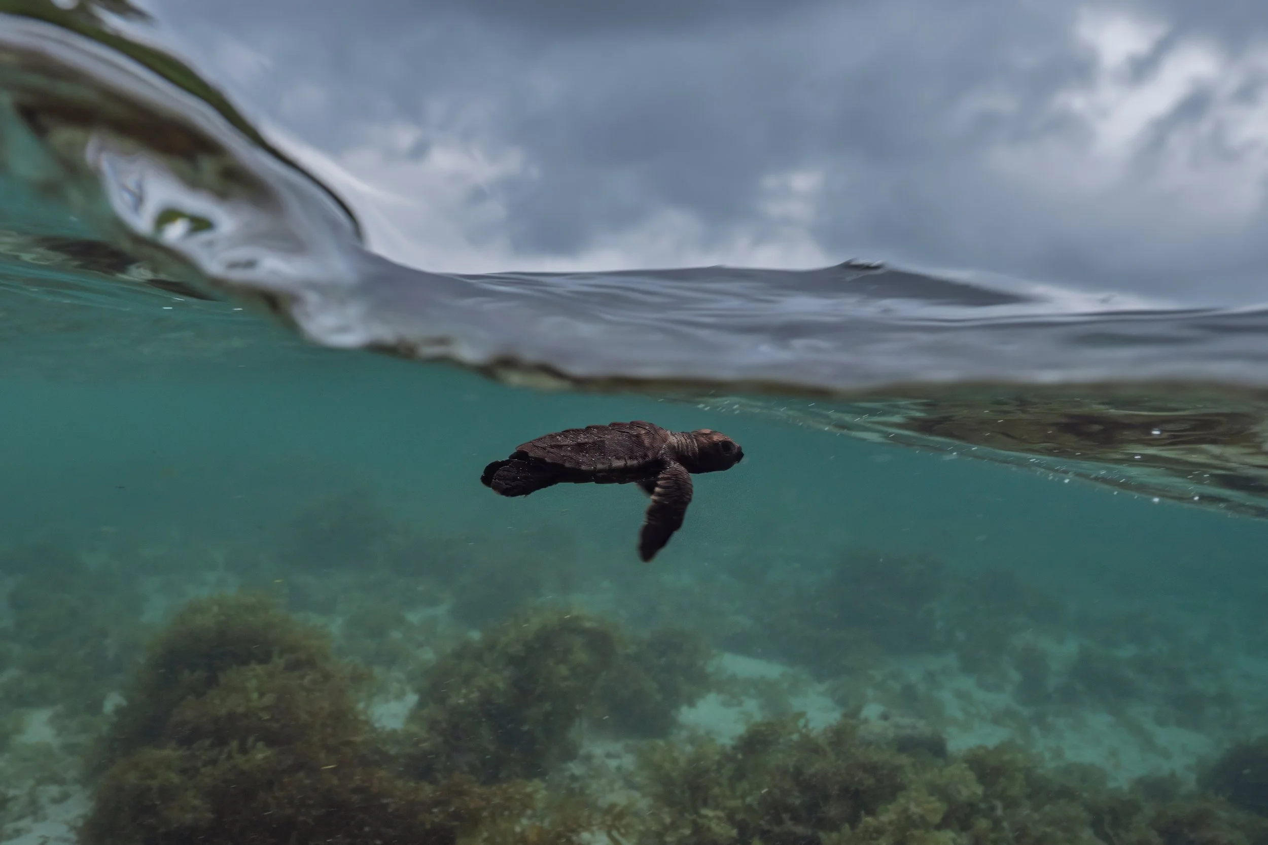 Kleines dunkles Meeresschildkröte schwimmt unter Wasser, teilweise sichtbar, während die Wasseroberfläche mit Wolken im Hintergrund gezeigt wird.