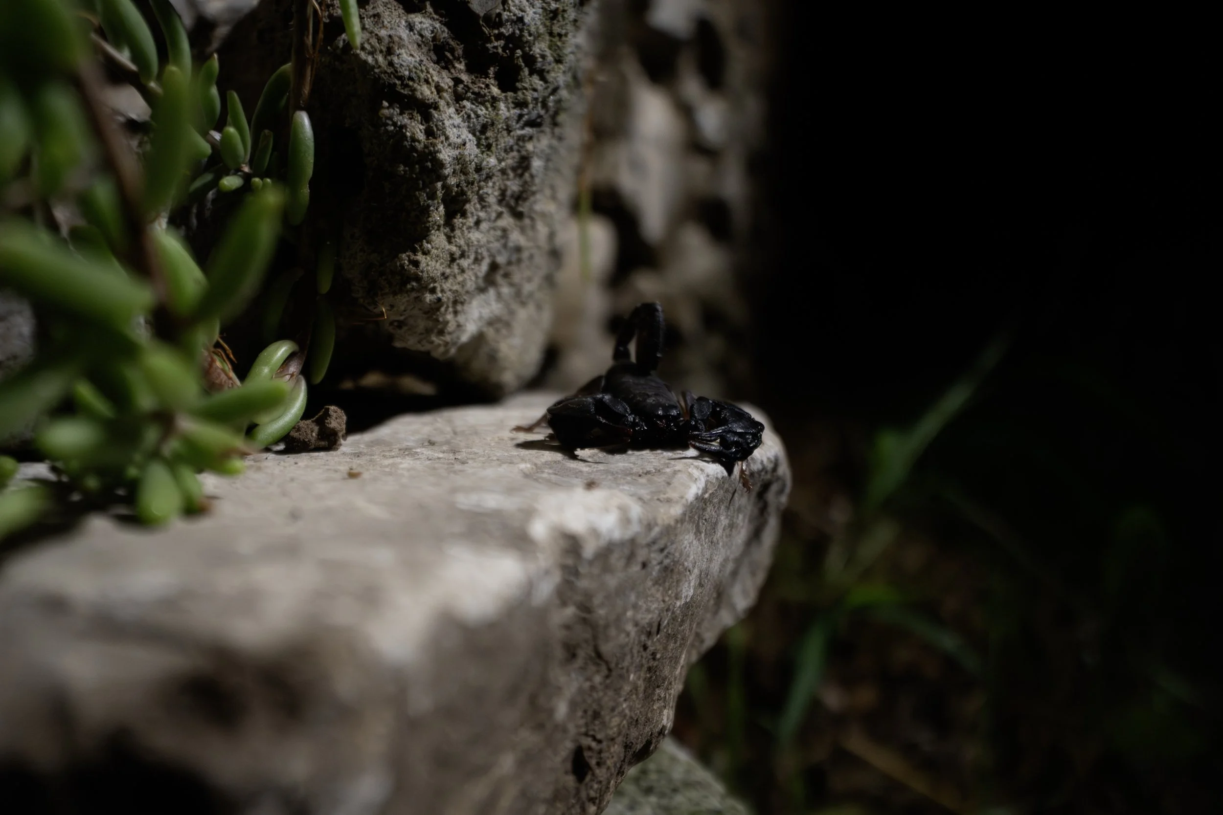 Eine schwarze Kröte sitzt auf einer Steinmauer, umgeben von grünen Pflanzen, bei Tageslicht im Freien.