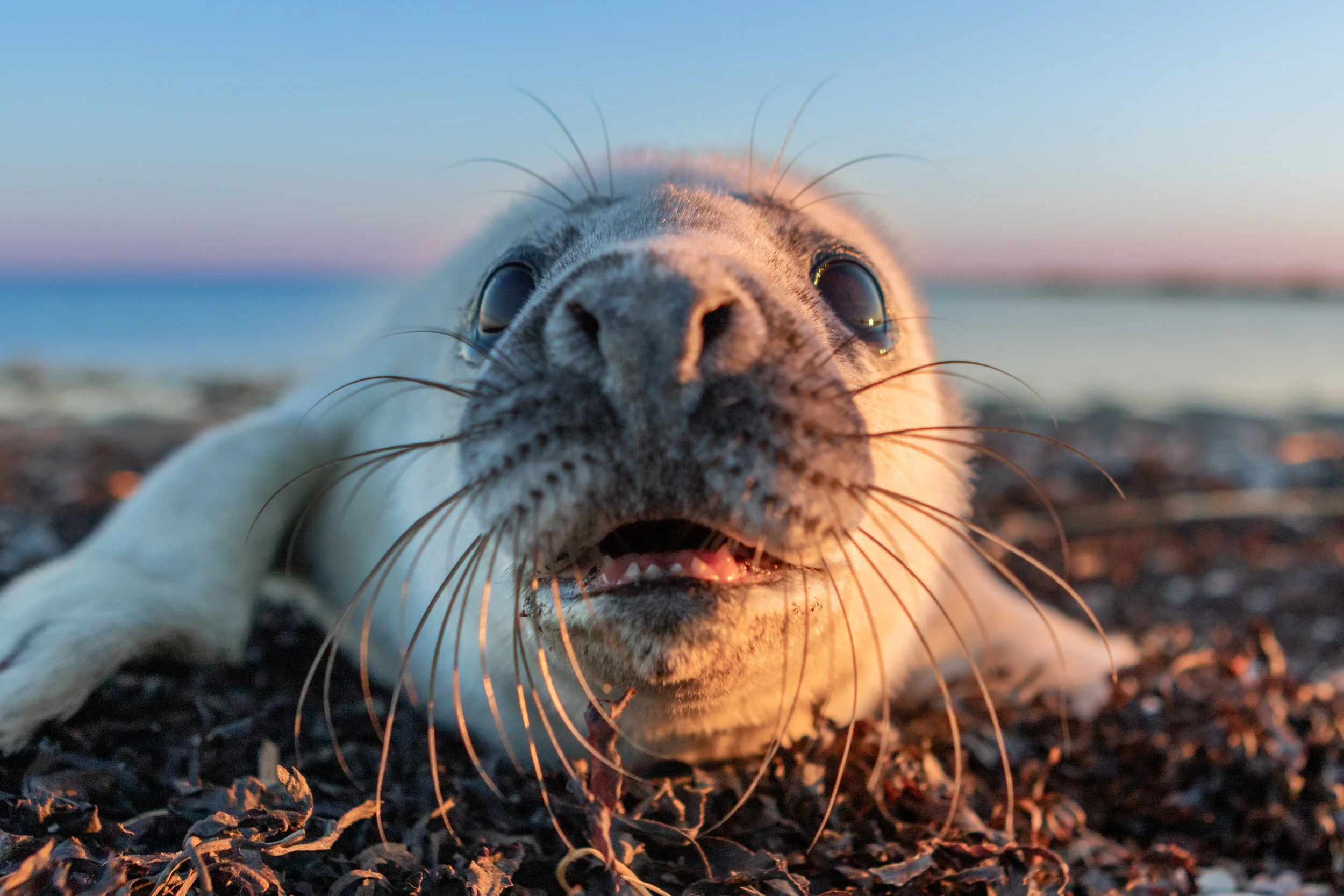 Nahaufnahme eines Seehunds, der auf dem Boden liegt, mit Blick direkt in die Kamera bei Sonnenuntergang am Strand.