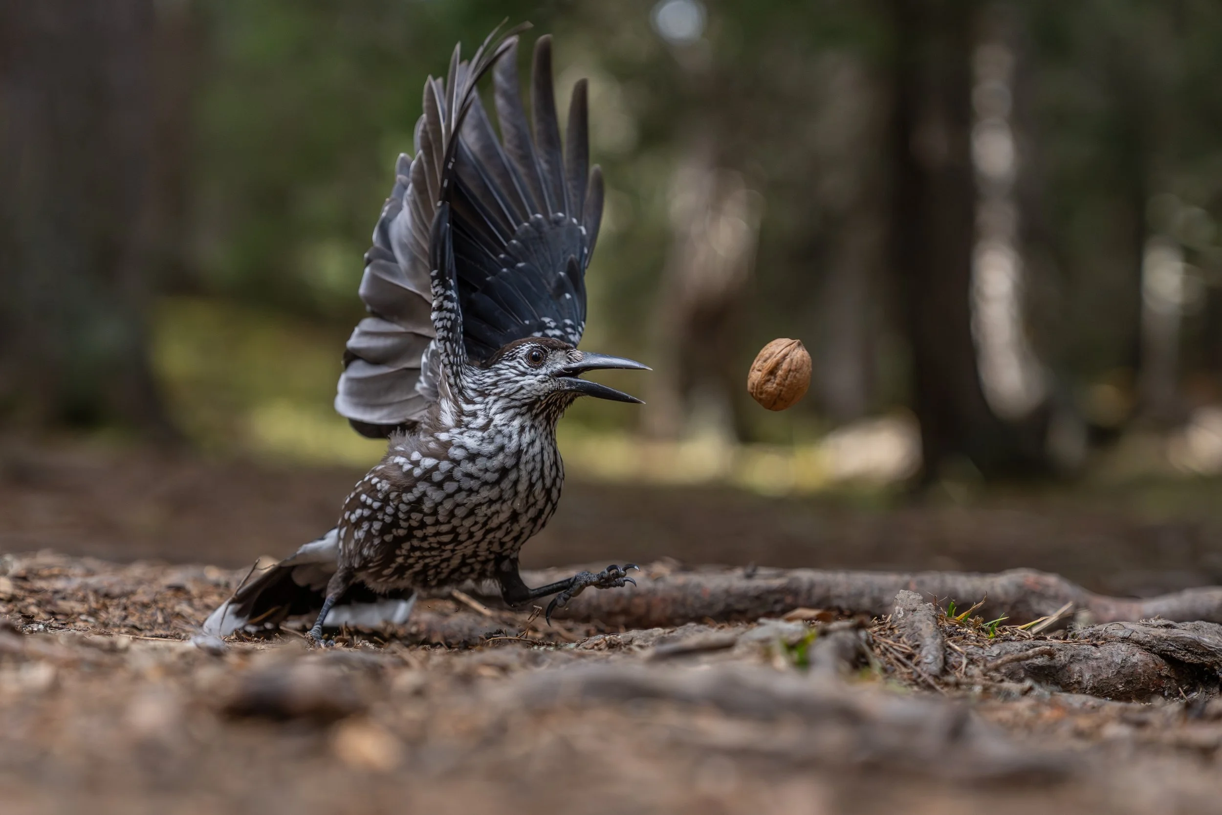 Ein Vogel fängt eine Walnuss im Wald.