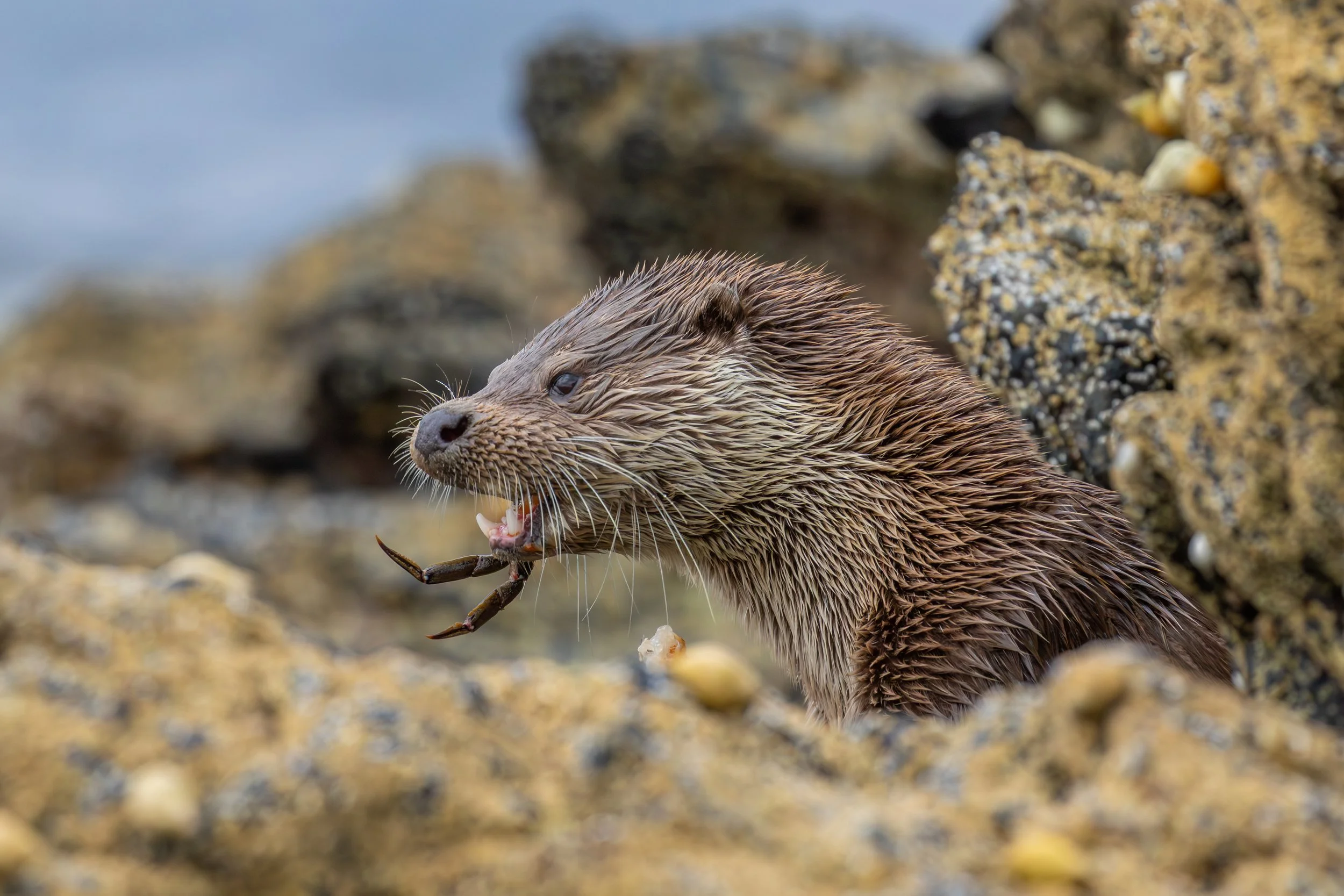 Seeotter auf einem felsigen Ufer mit Essen im Maul.
