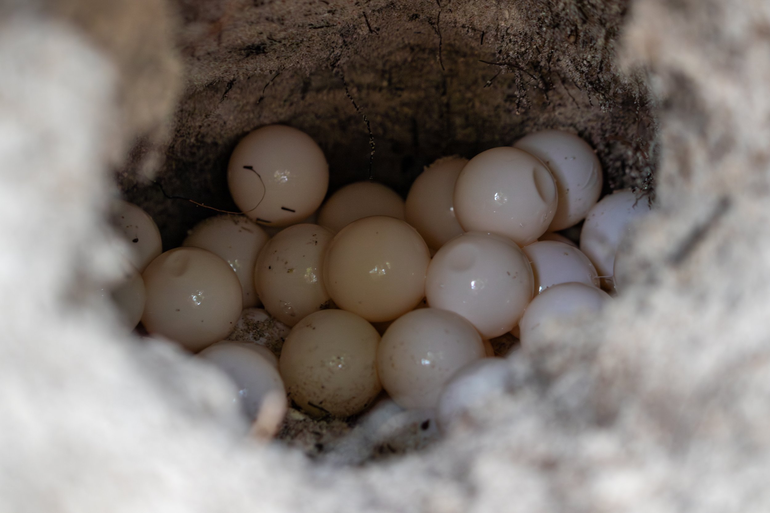 Eier in einem Vogelnest