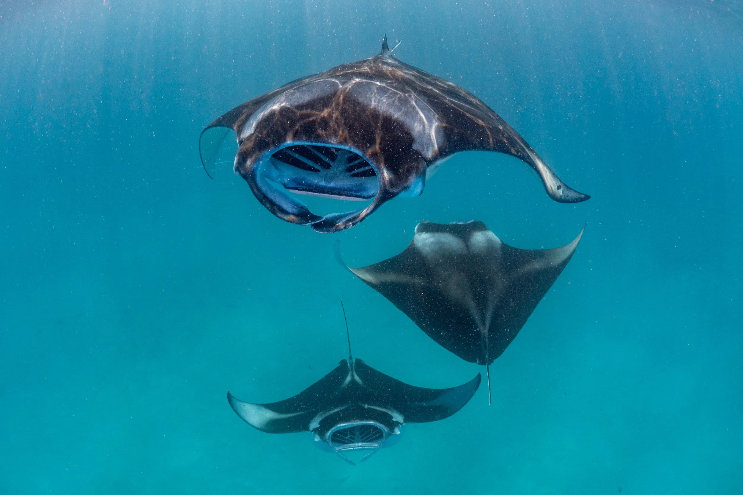 Ein Mantarochen schwimmt im Wasser, seine Flügel sind ausgebreitet und es ist mit seiner Umgebung verbunden.