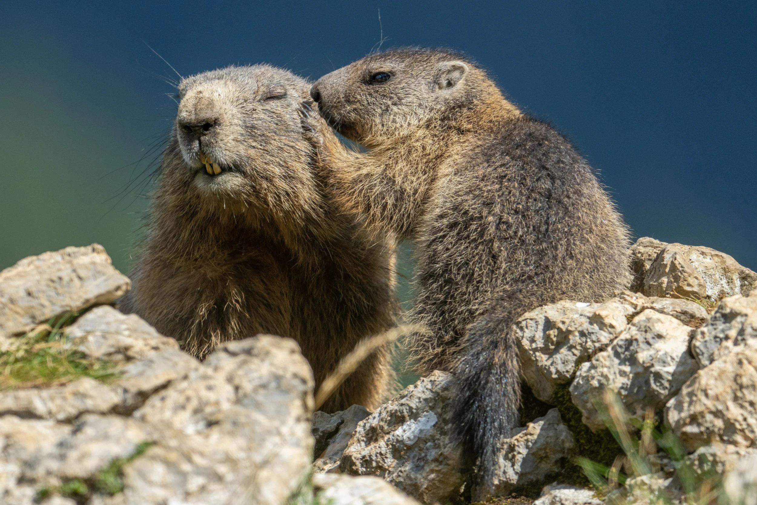 Ein Erdbär und ein Jungbär sitzen auf Felsen, der Erdbär scheint den Jungbär zu küssen oder zu lecken.