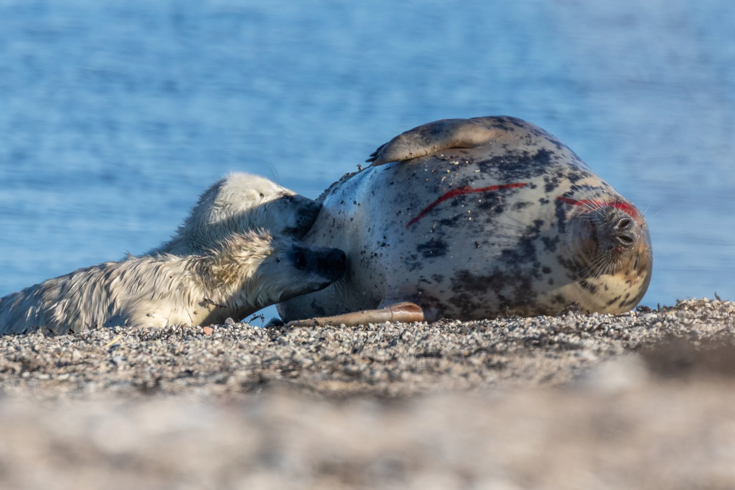 Zwei Seehunde am Strand, einer ist schwimmend, der andere liegt auf dem Sand neben einem toten Marlin.