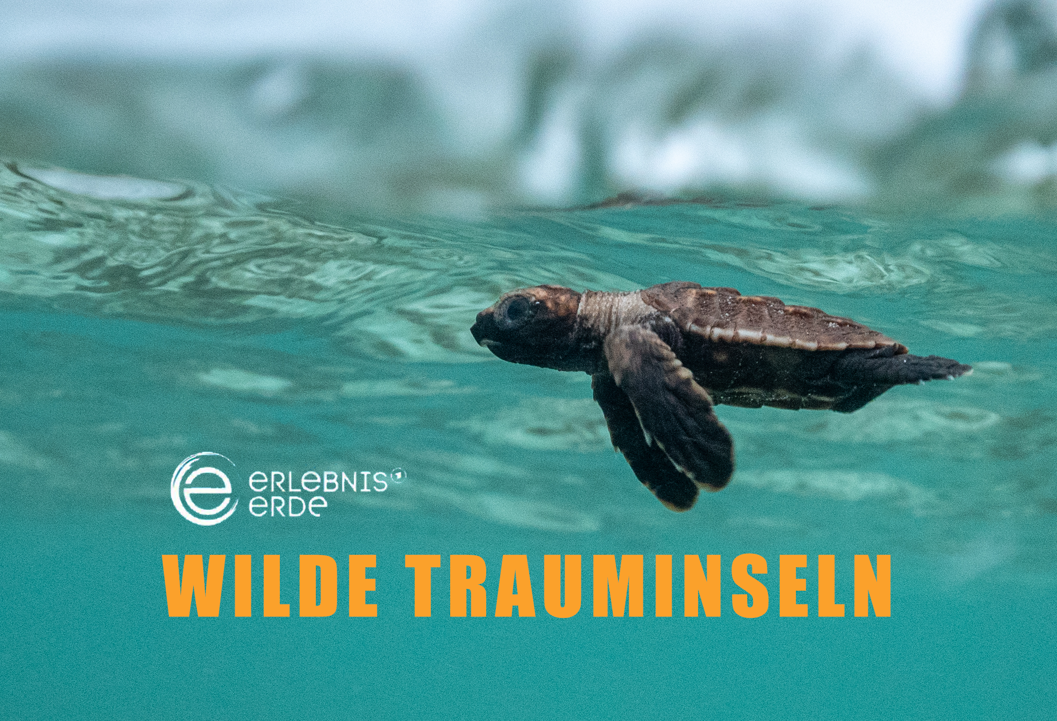 Ein Meereskörper mit einer frisch geschlüpften Meeresschildkröte, die im Wasser schwimmt, mit Text 'Wilde Trauminseln' und dem Logo 'Erlebnis Erde' im unteren linken Bereich.