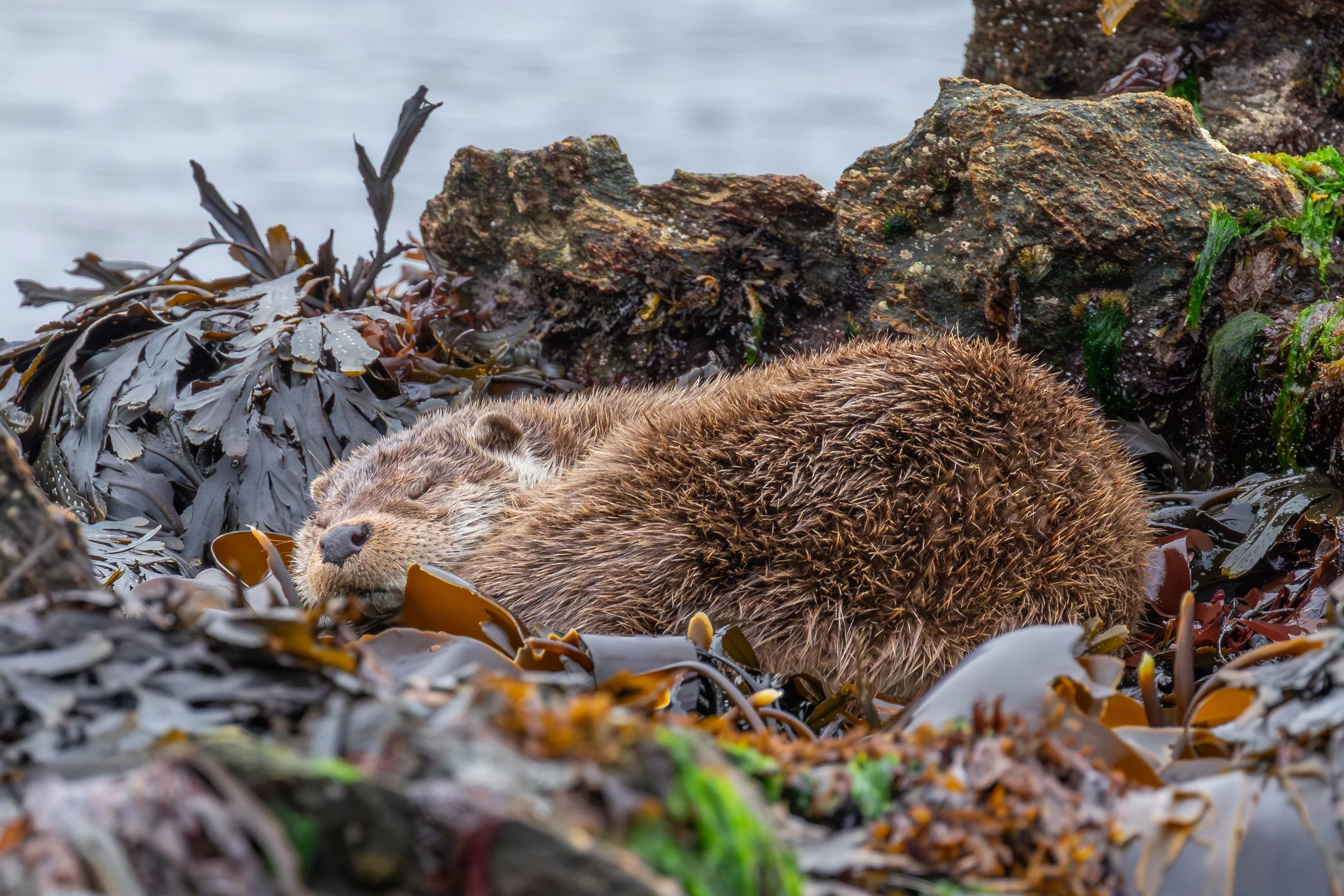 Ein Seeotter ruht auf einer Steinküste, umgeben von Wasser und Seetang.