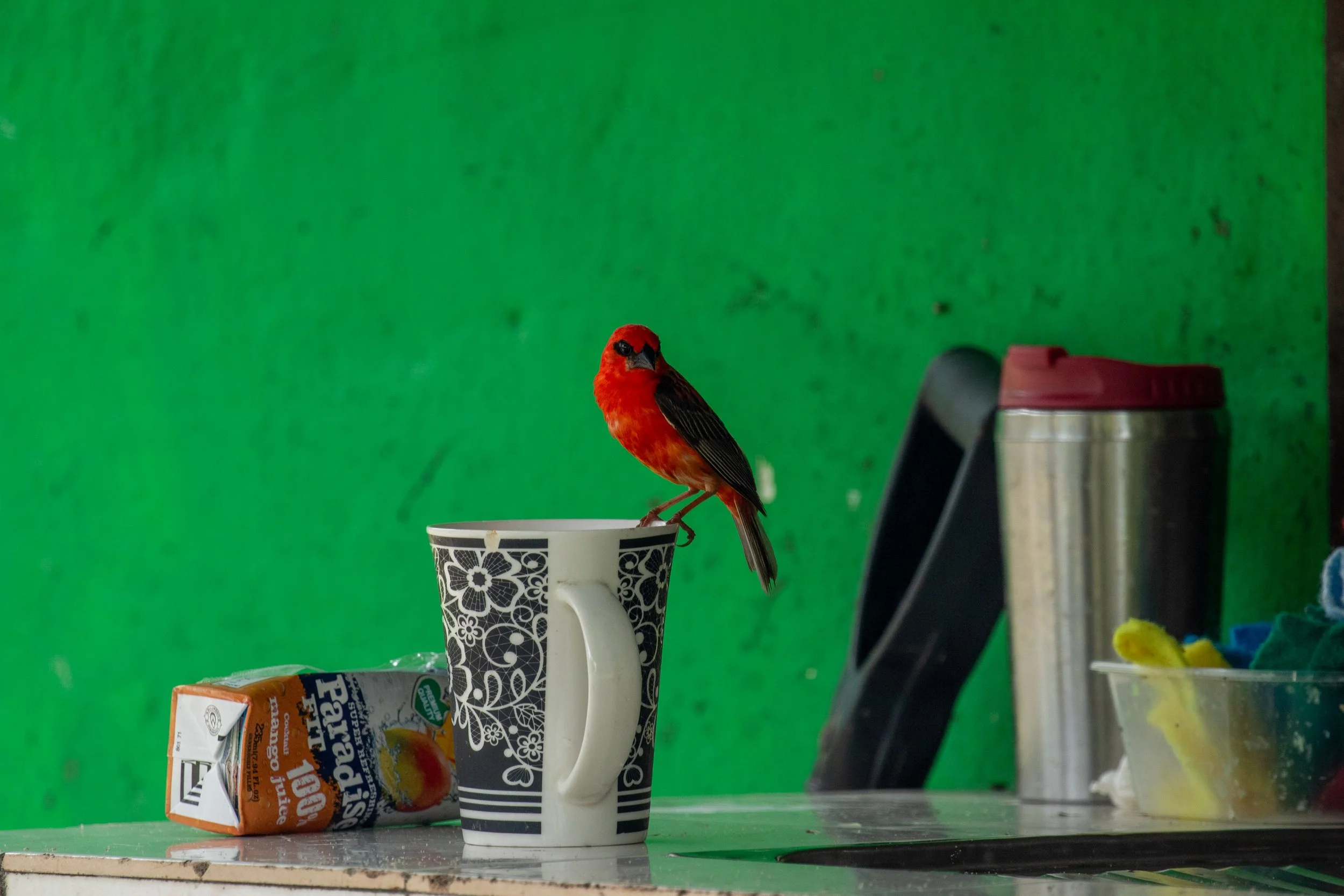 Roter Vogel sitzt auf einer schwarz-weißen Kaffeetasse vor einem grünen Hintergrund.