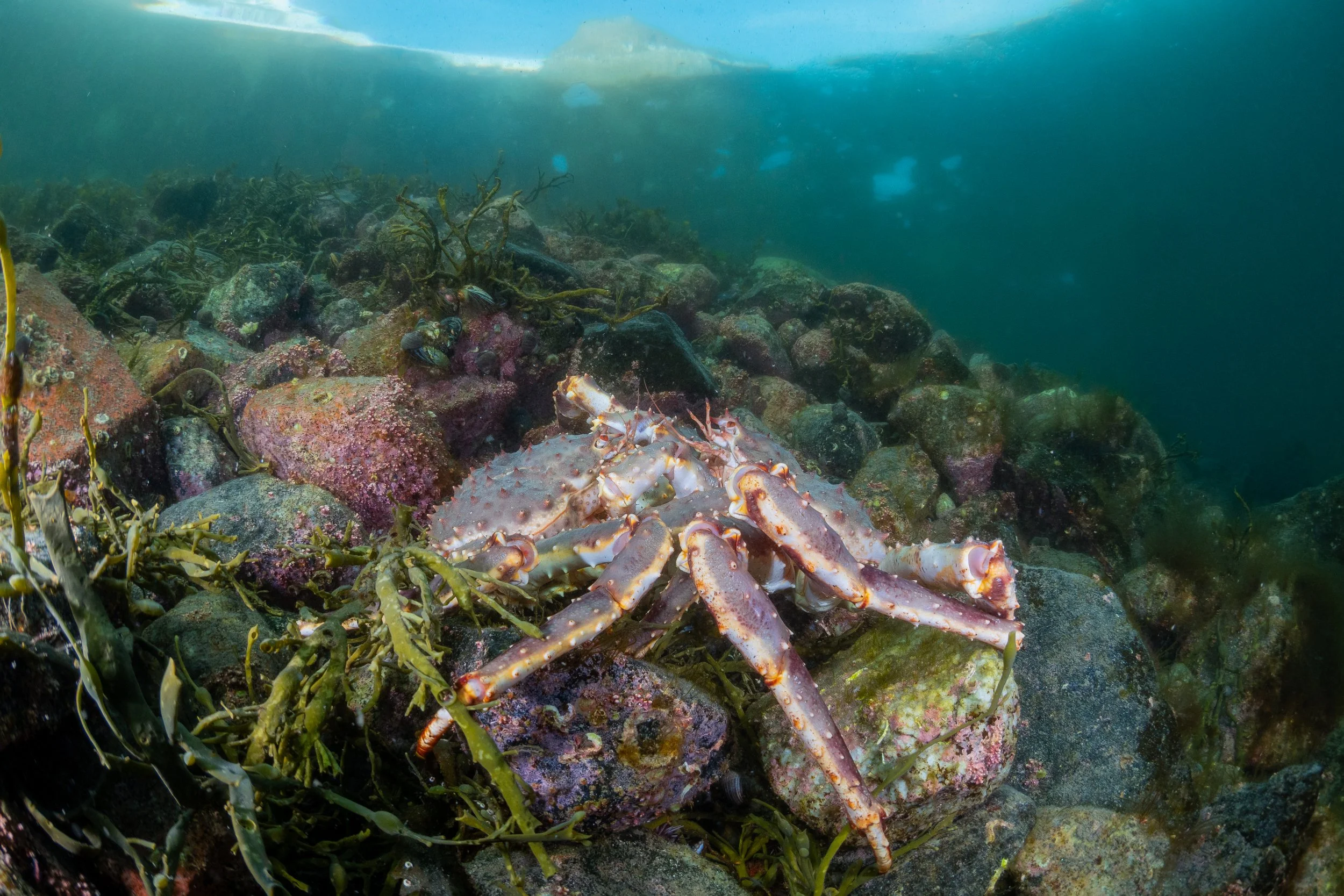 Kaum sichtbarer Unterwasserboden mit Steinen, Seegras und einem Armstückkrabbe, die auf einem Stein sitzt.
