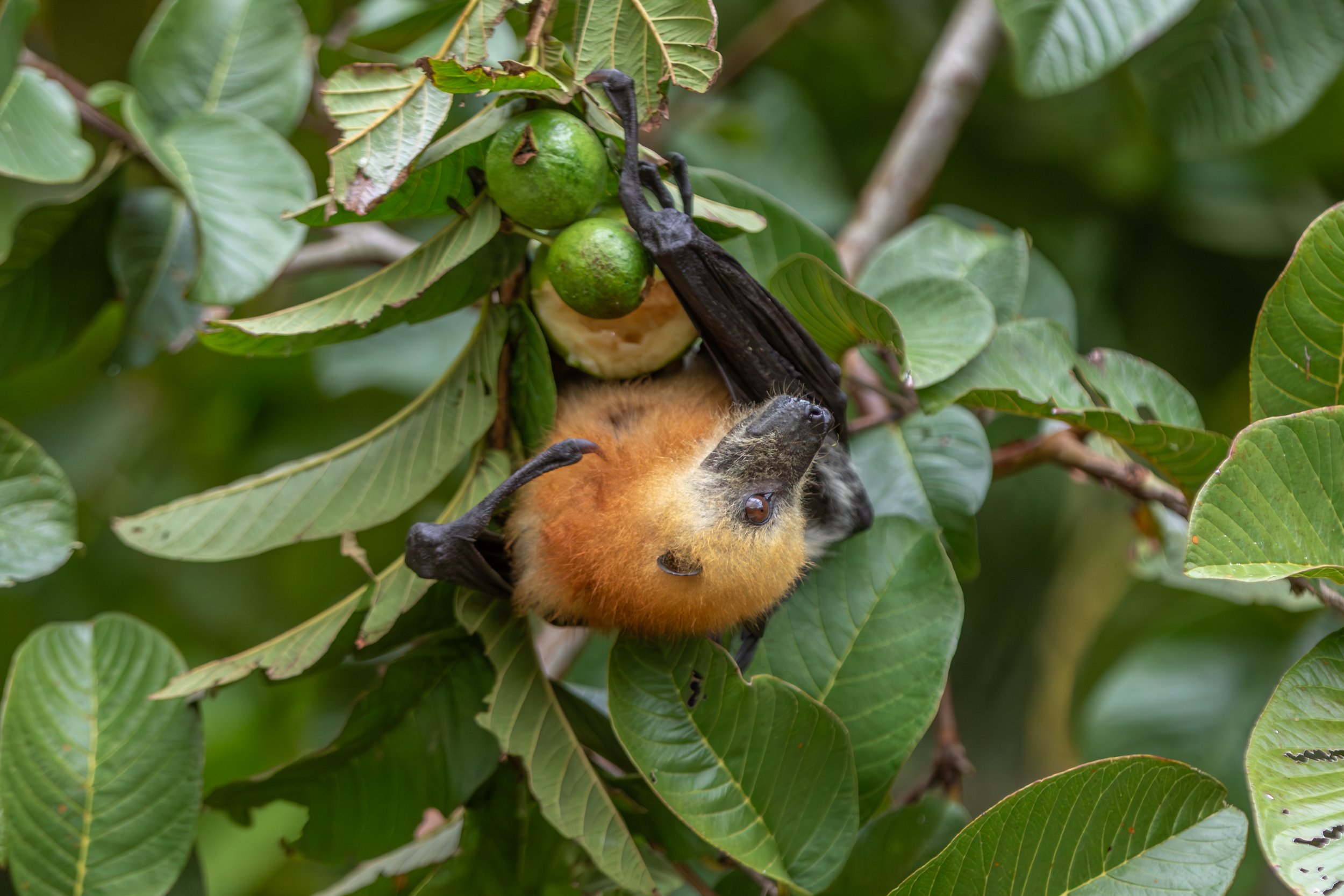 Eine Fledermaus hängt kopfüber an einem Baum mit grünen Blättern und Früchten.