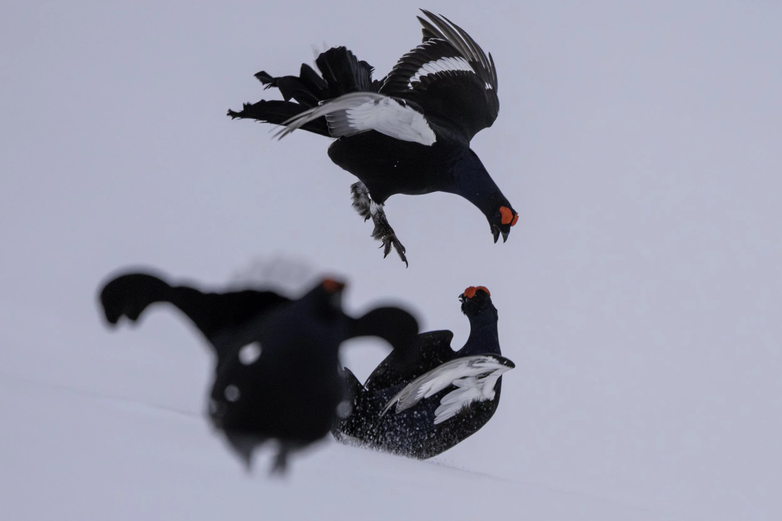 Drei Birkhühner mit roten Kehltaschen, die im Schnee miteinander spielen, eine fliegt, während die anderen beiden am Boden sind.