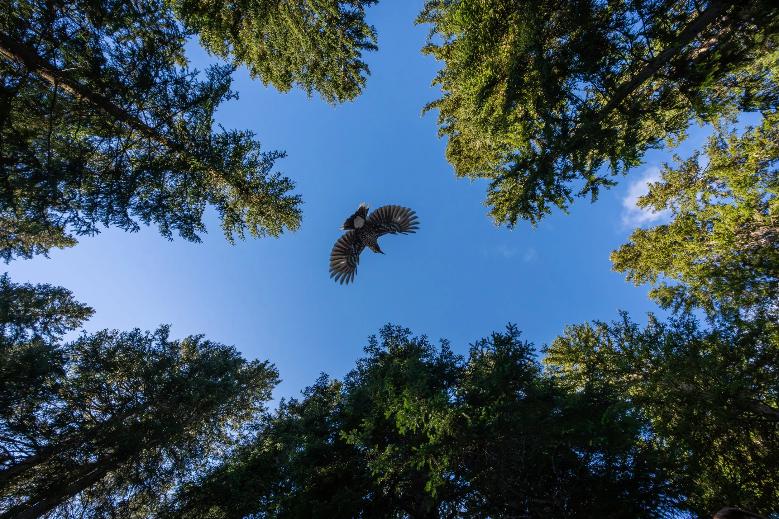 Ein Vogel fliegt nach oben durch den blauen Himmel, umgeben von grünen Baumkronen.