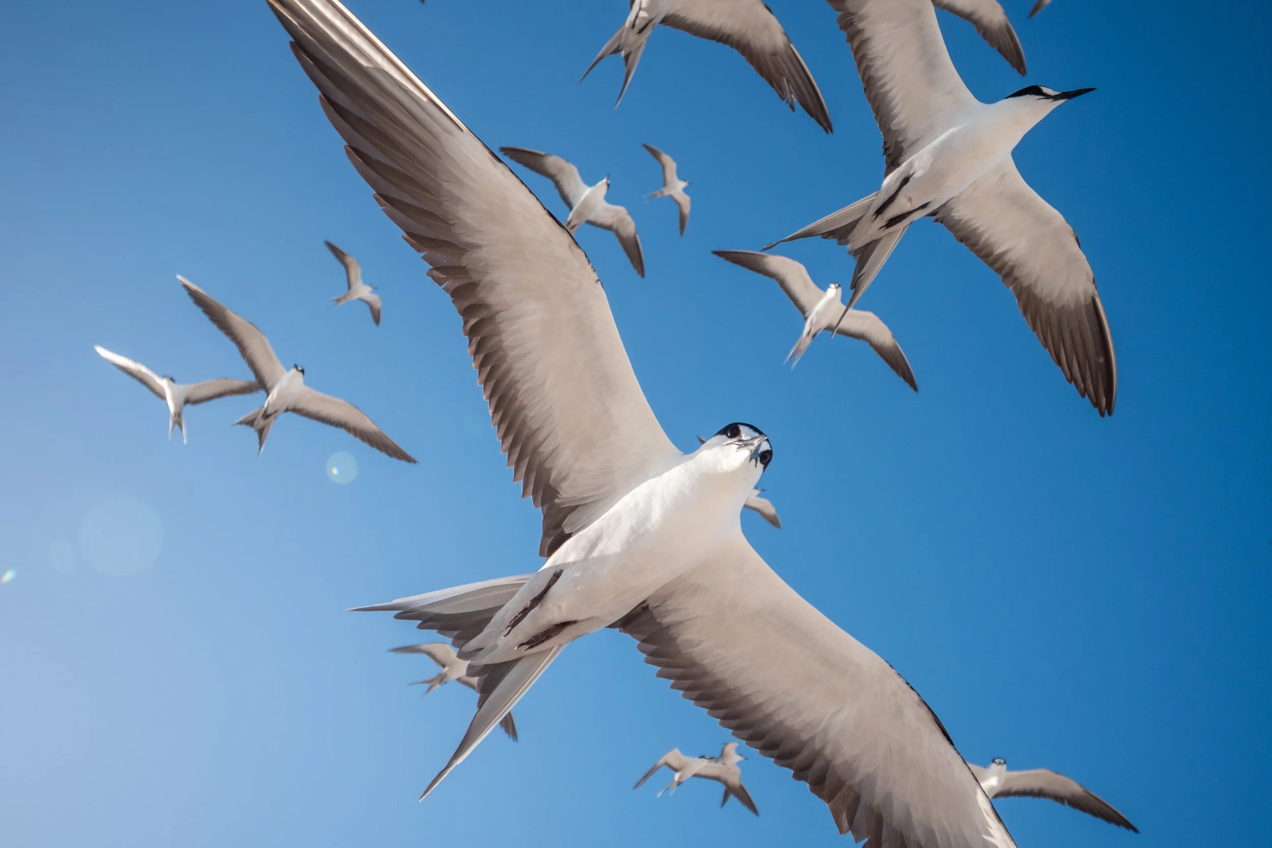 Möwen fliegen im blauen Himmel.