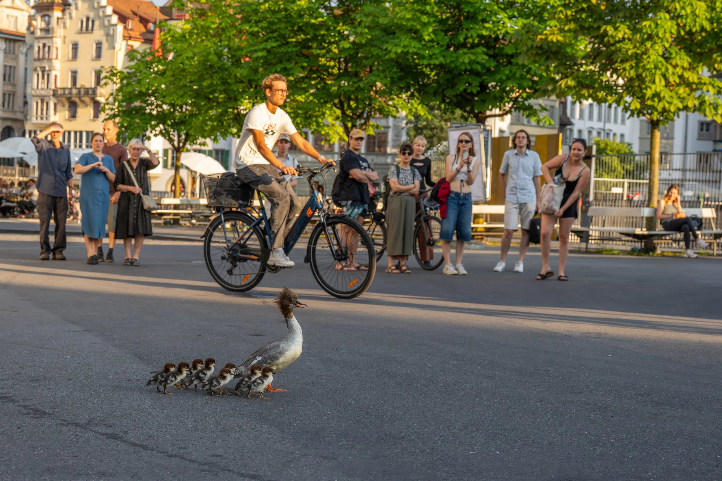Ein Erpel mit sieben Entenküken auf einer Straße, im Hintergrund eine Gruppe von Menschen, einige stehen, einige sitzen auf Bänken, bei Sonnenschein und umgeben von Bäumen.