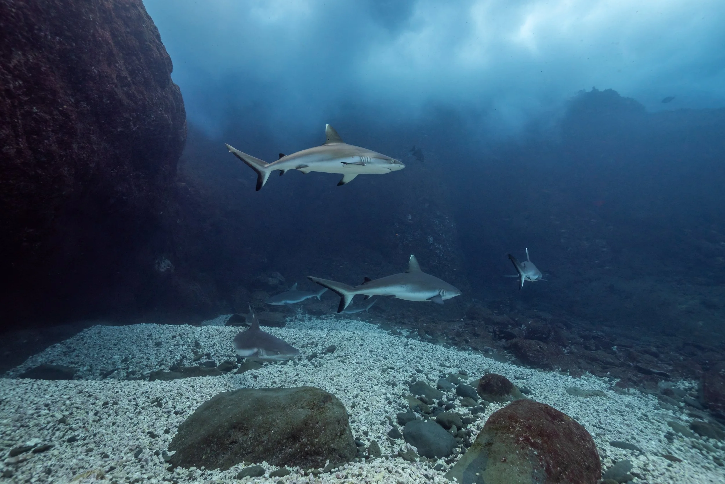 Mehrere Haie schwimmen in einem Unterwasserraum in der Nähe eines felsigen Meeresbodens.