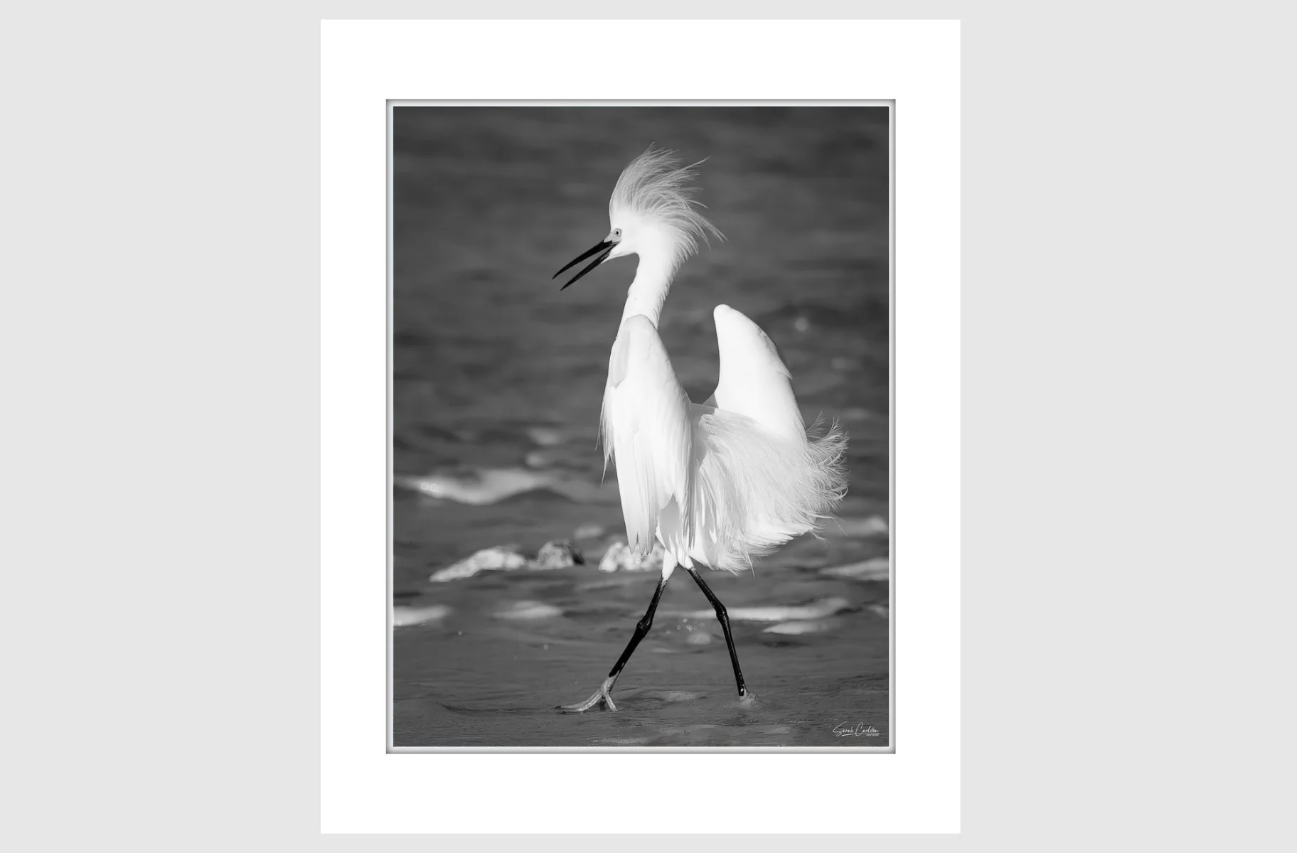 Matted Happy Bird BW on gray wall.jpg