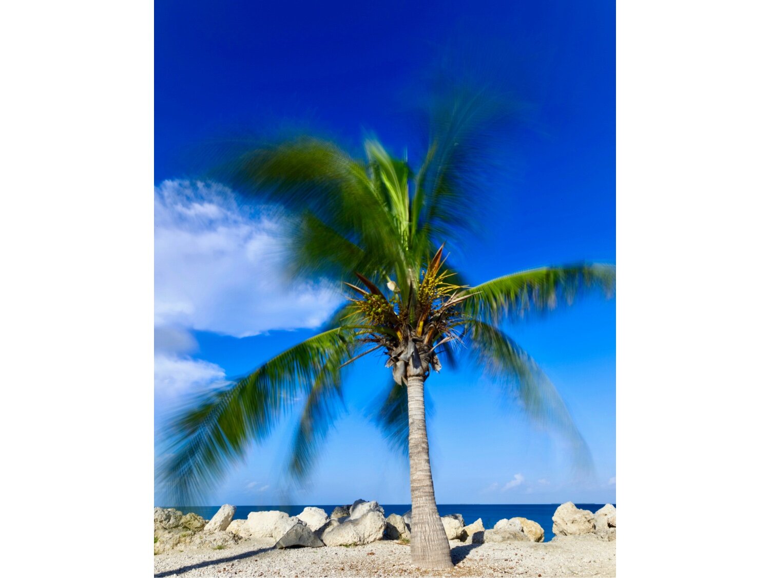 Palm tree in the breeze