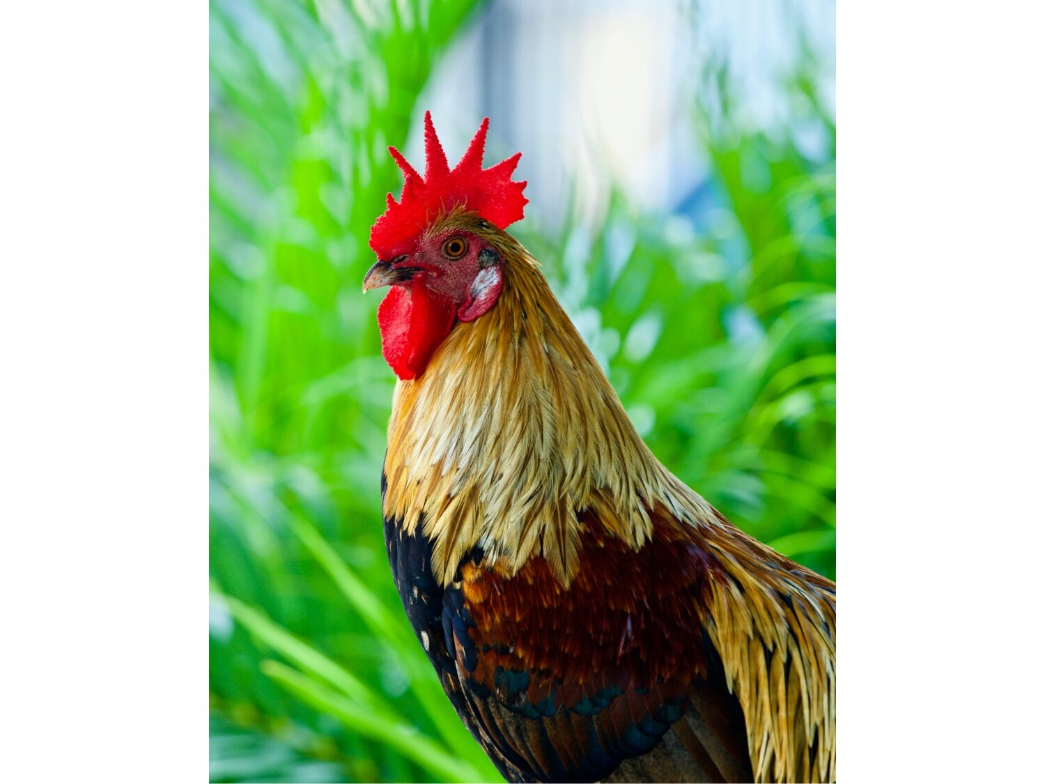 Key West rooster