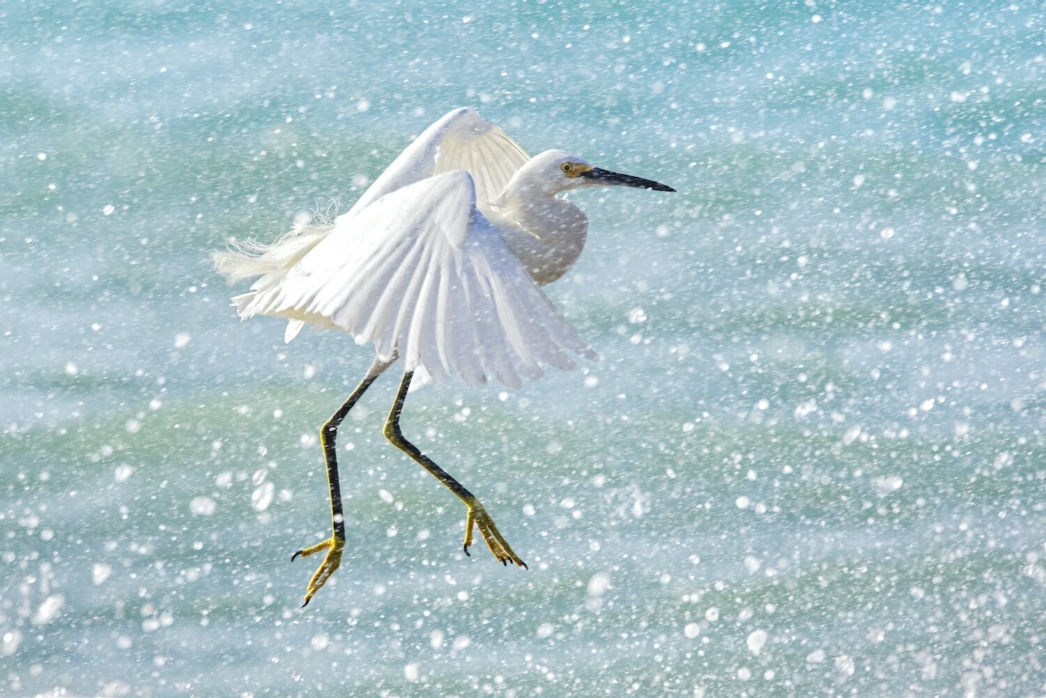 Snowy egret stepping out into sea spray.