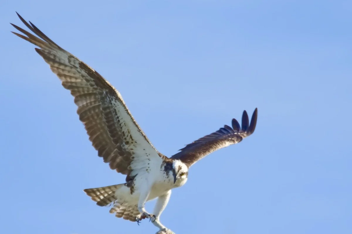 Osprey flying.