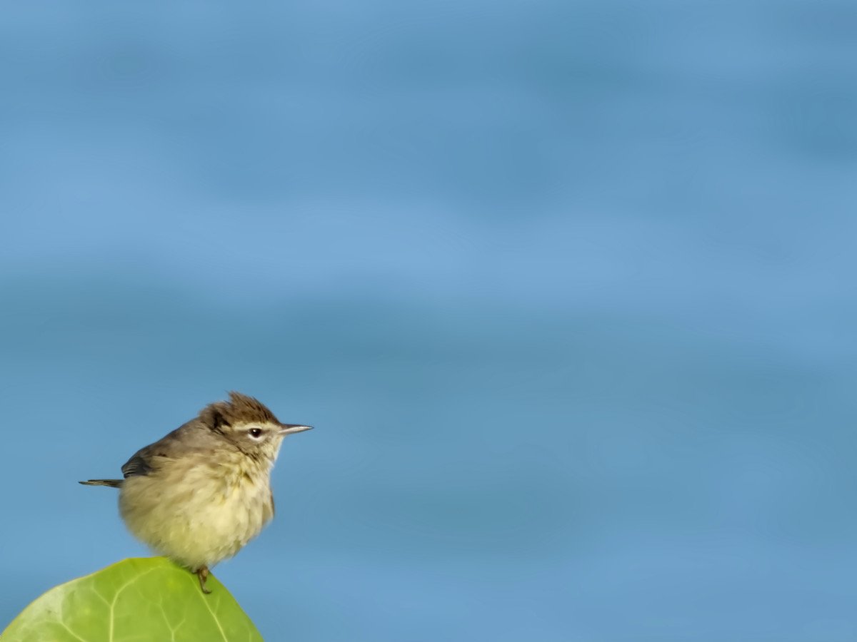LittleBird2.jpeg