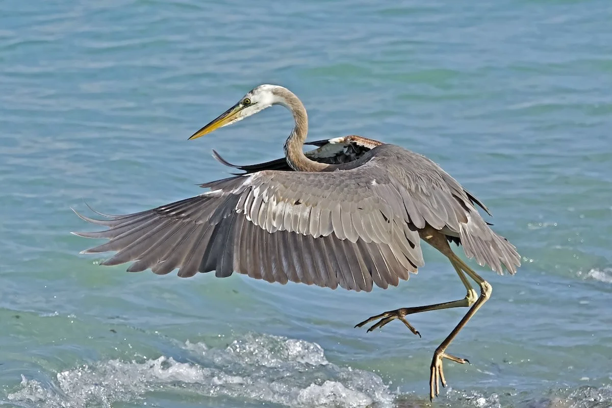 Great blue heron alighting.