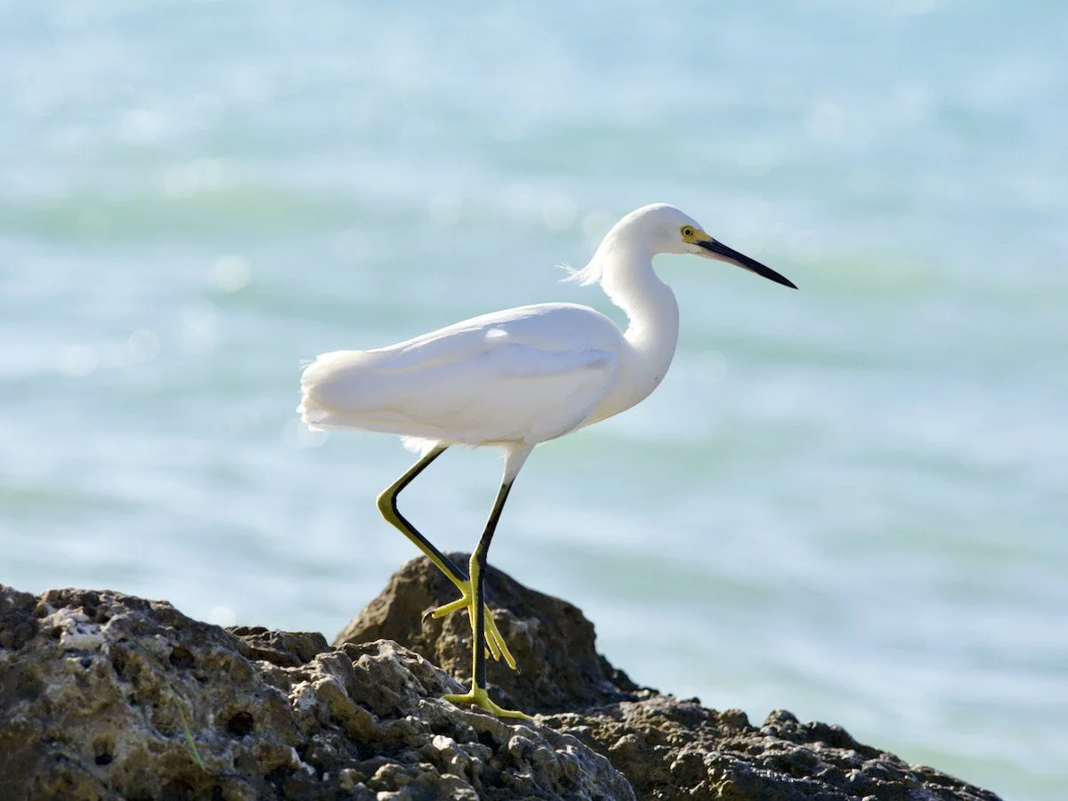 Snowy egret on rocks.