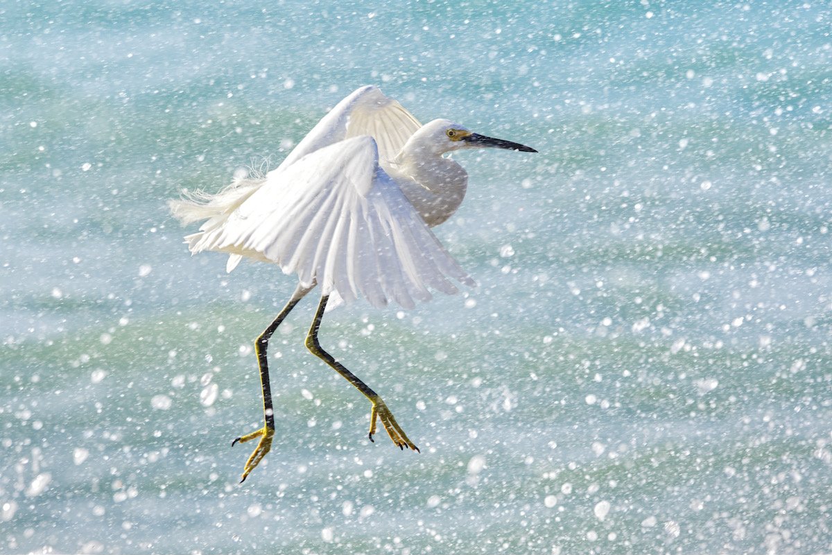 Snowy egret flying in sea spray.