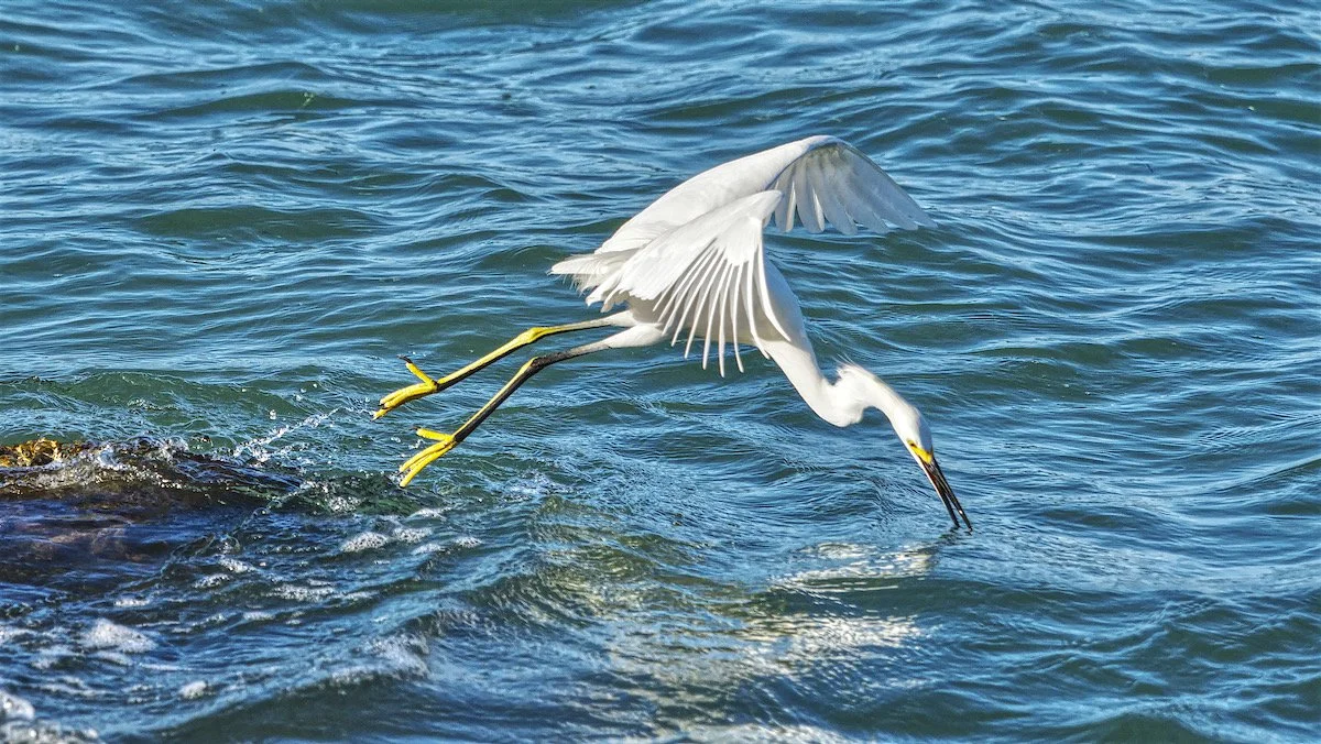 Snowy egret plunging into water.