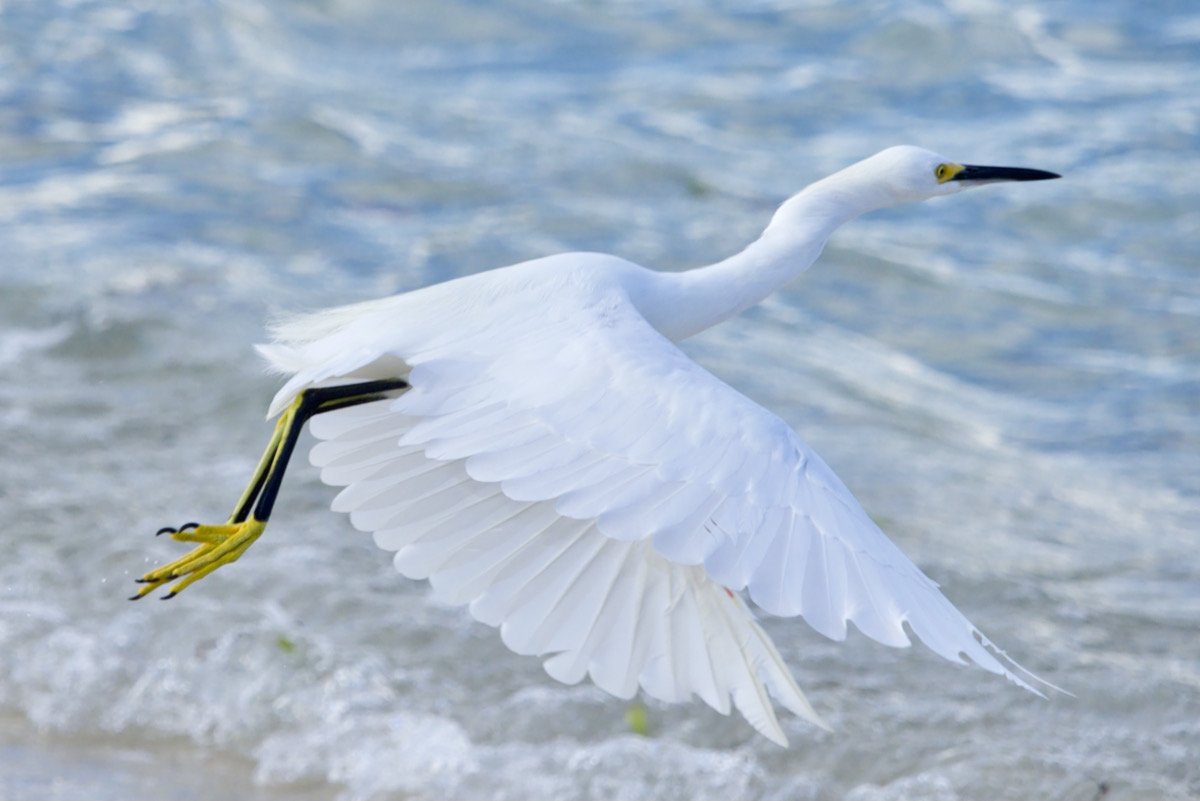 Snowy egret flying.