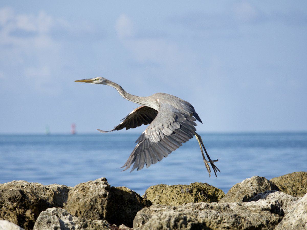 Great blue heron taking off.
