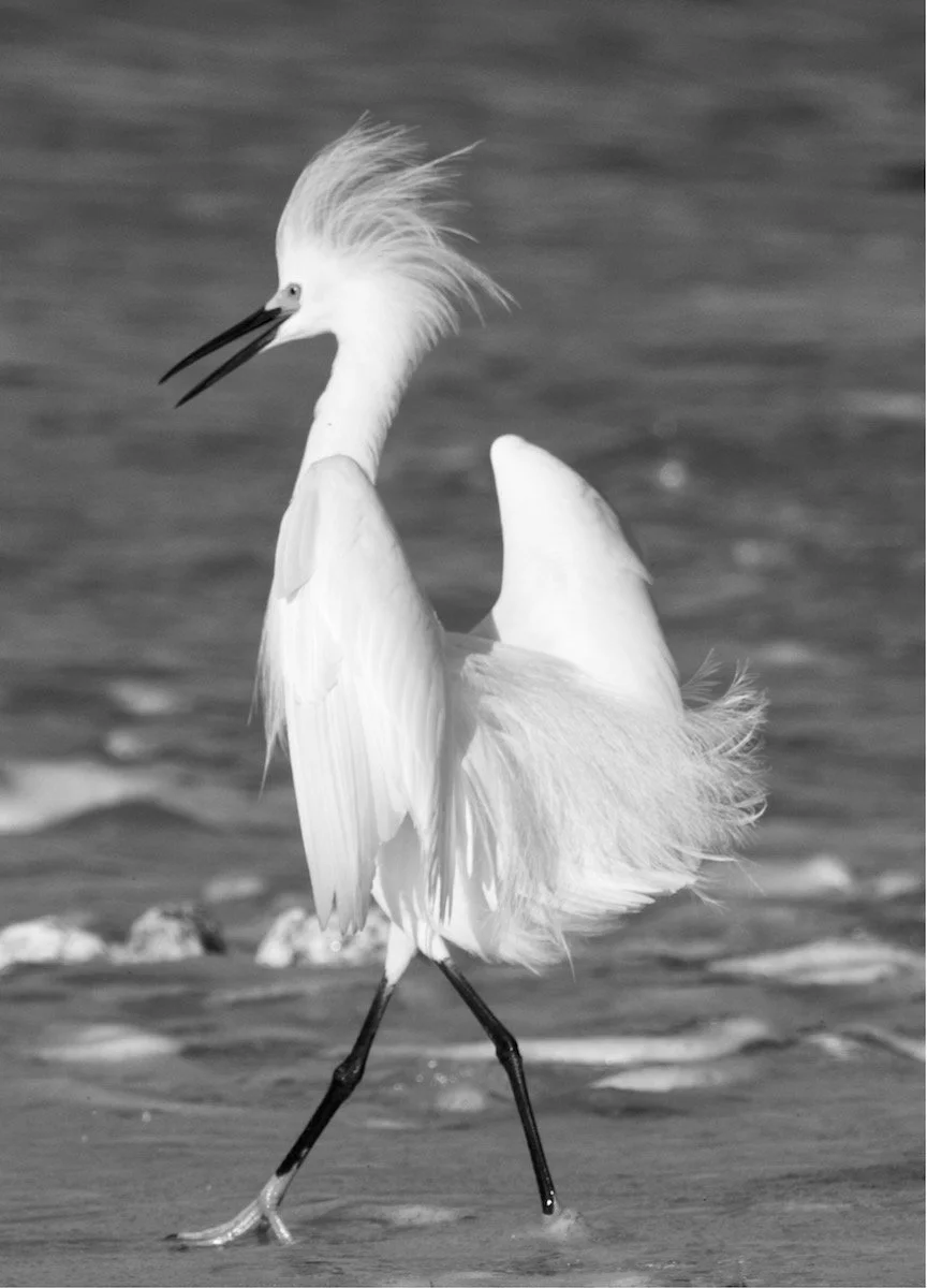 Snowy egret strutting.
