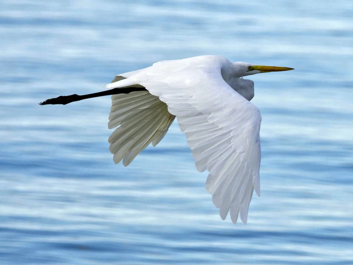 Great egret in flight.