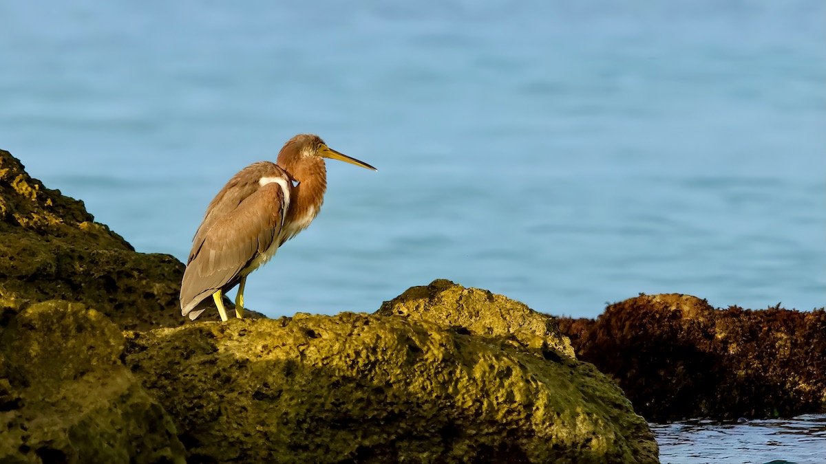 Tricolor heron standing on the rocks.