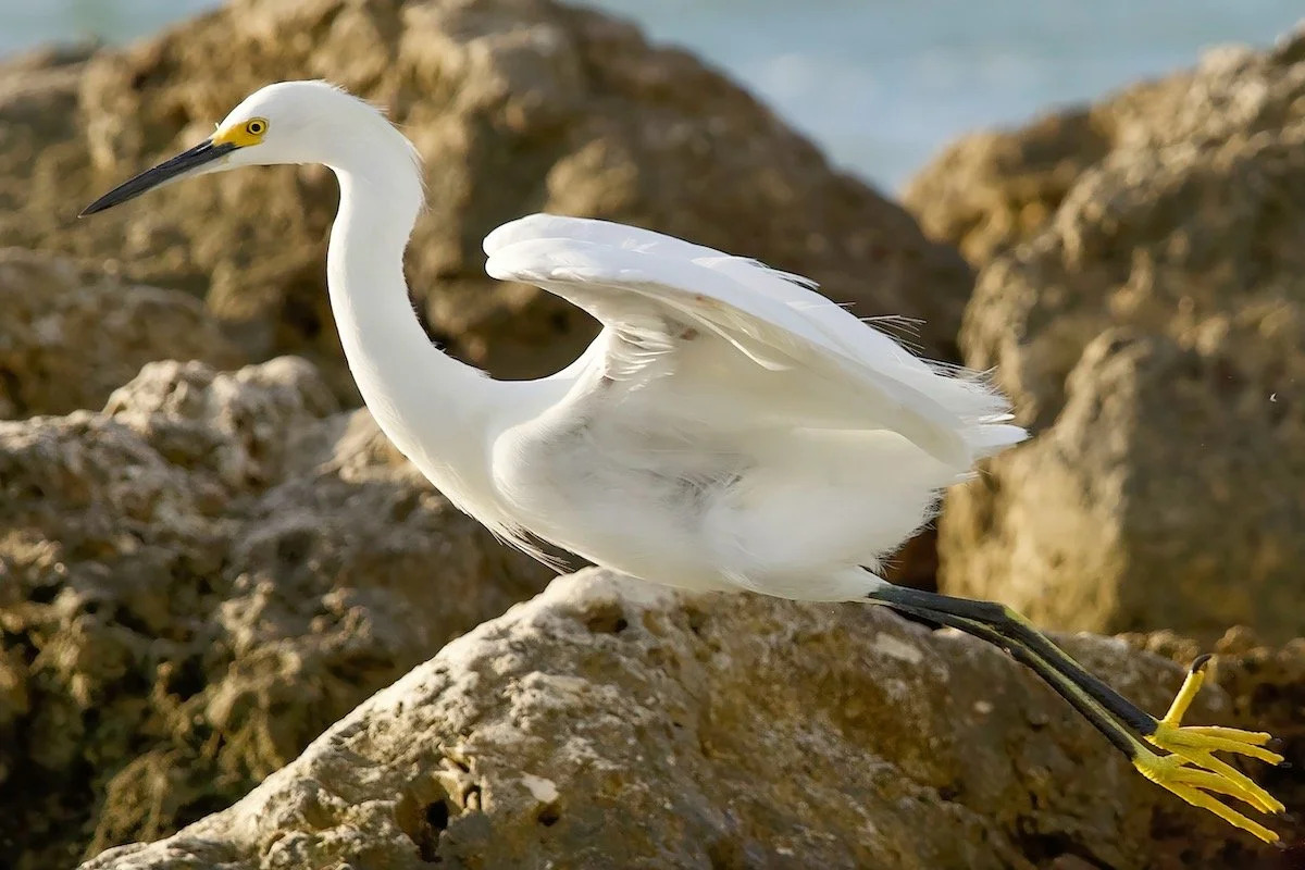 Snowy egret taking off.