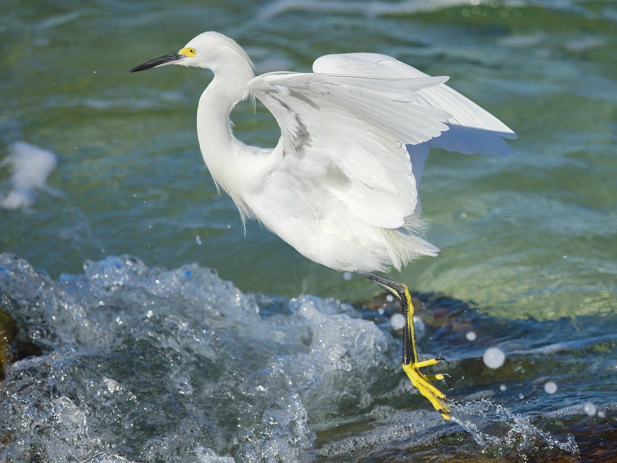 Snowy egret taking off.