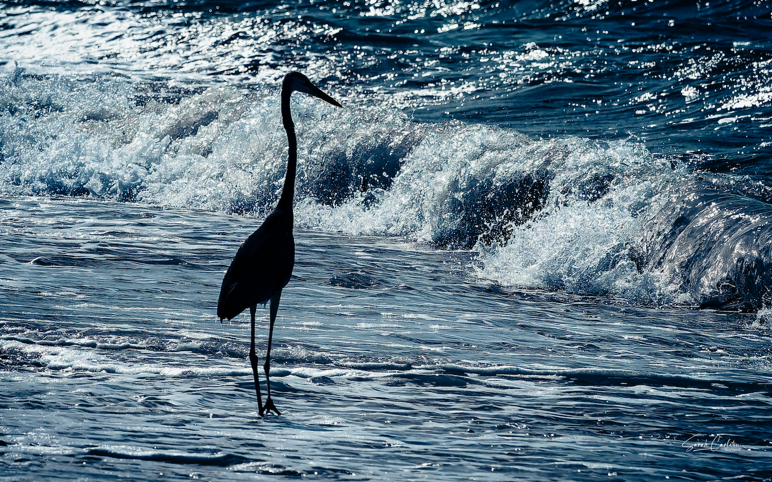 Great blue heron standing among the waves.