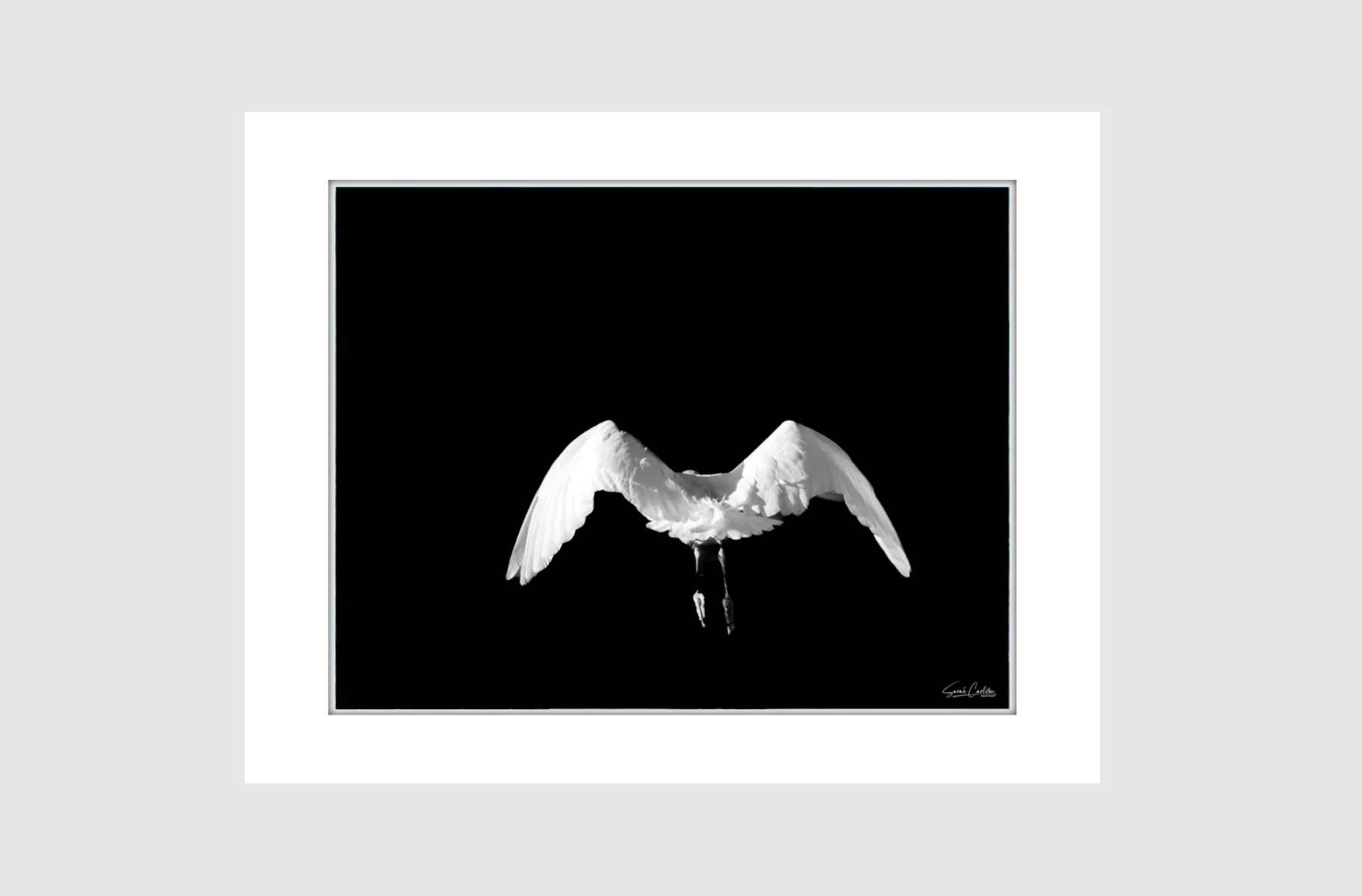 Matted Flying Away.jpg