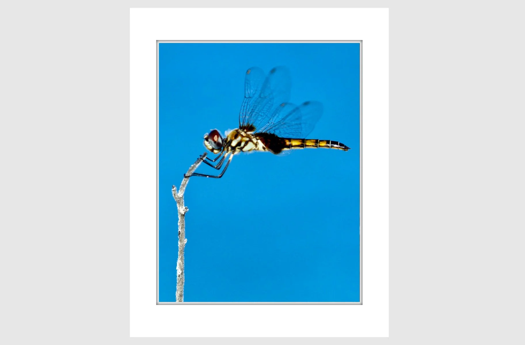 Matted Hanging on.jpg