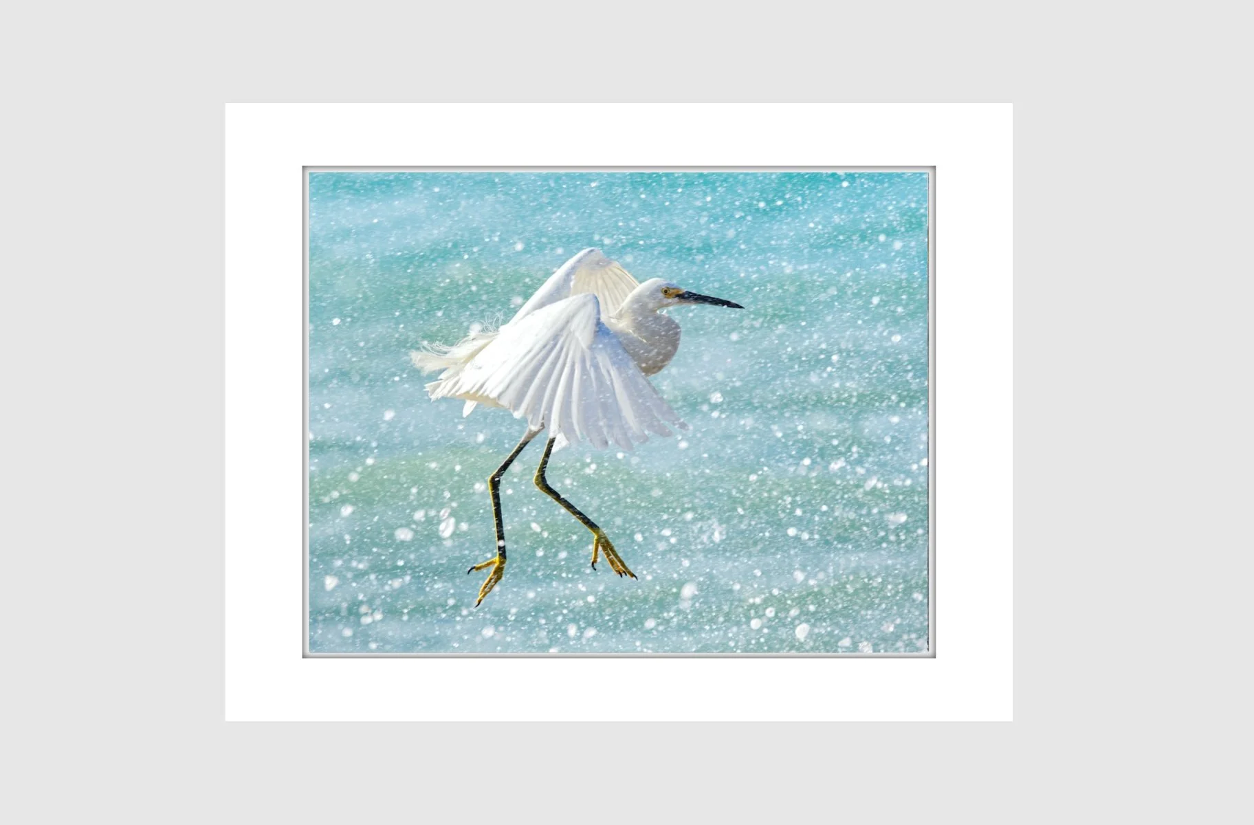 Matted Ballerina.jpg
