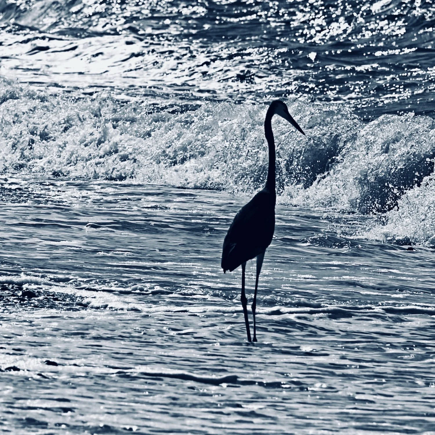 Heron and waves.