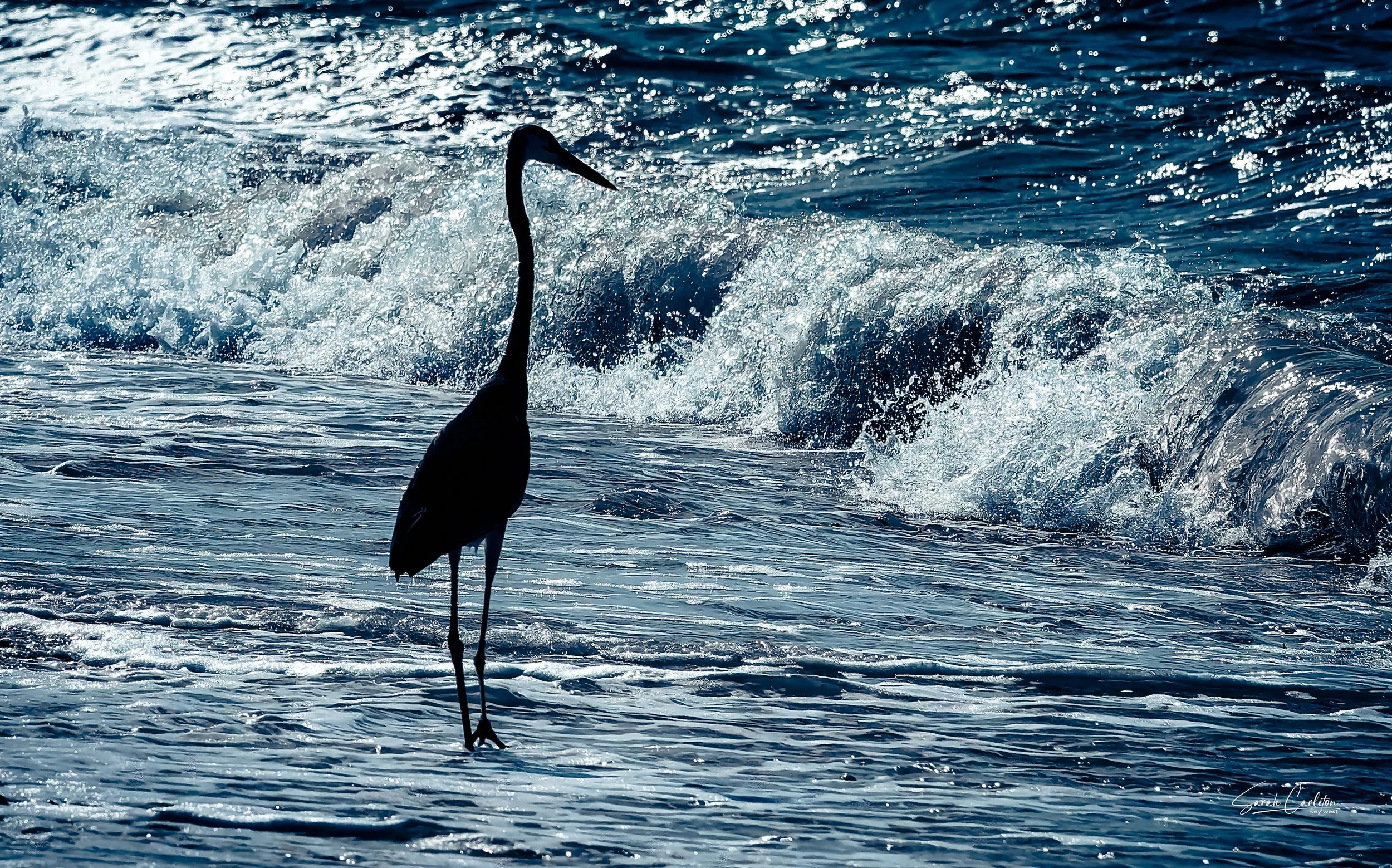 A blue heron standing quietly among blue waves.
