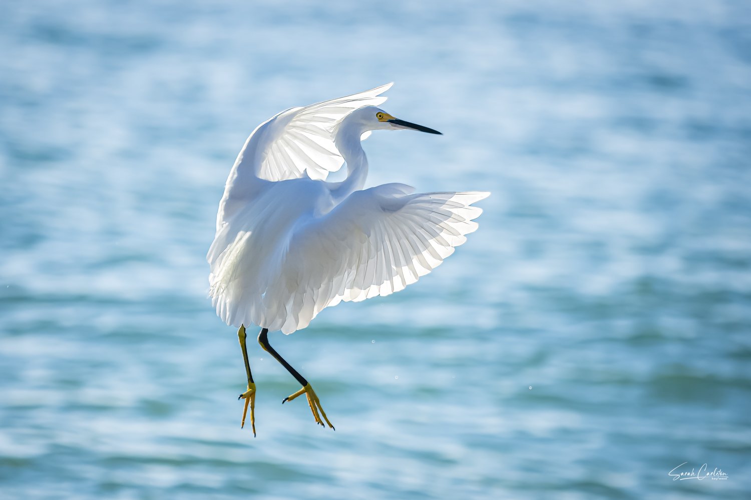Snowy egret.