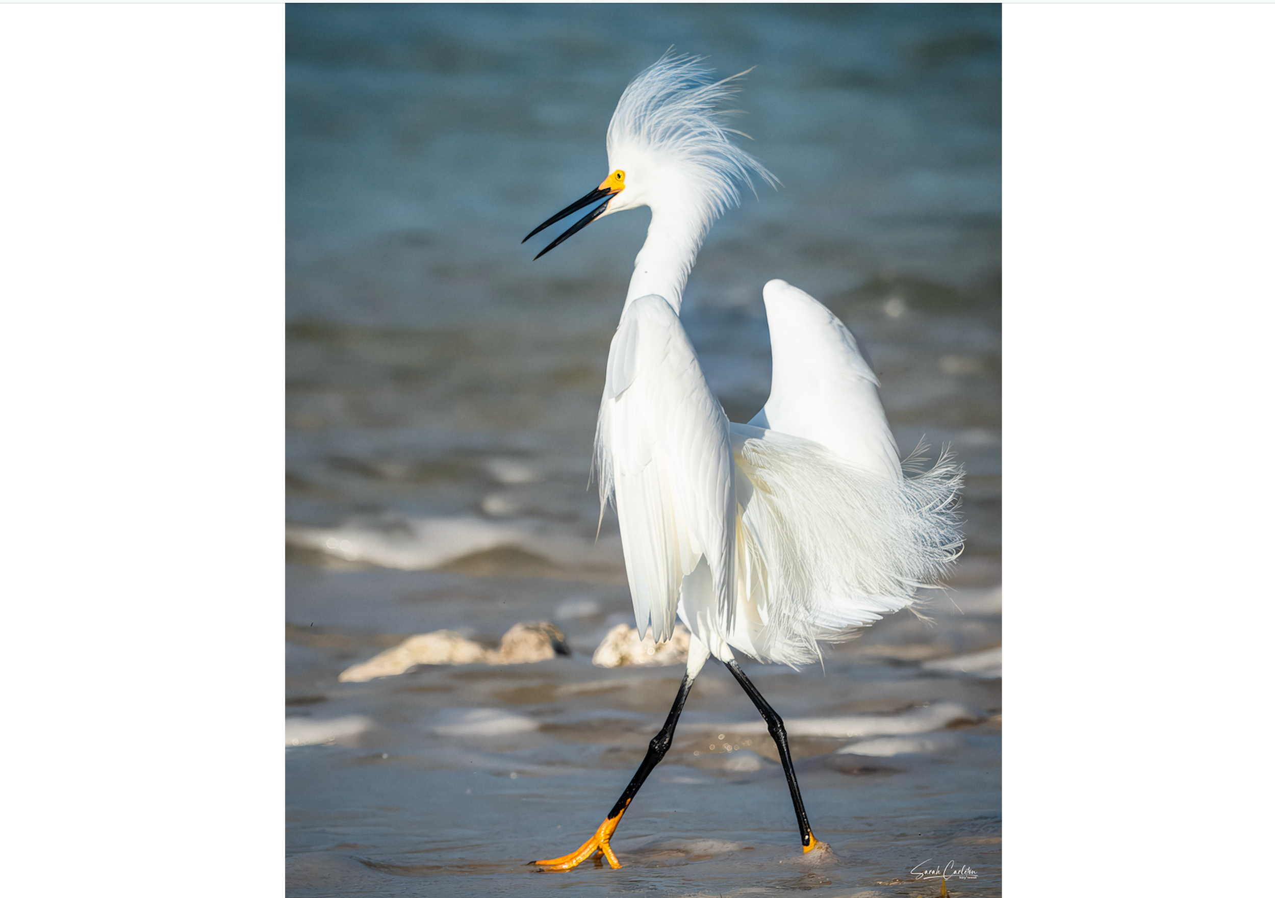 Happy Bird photo.