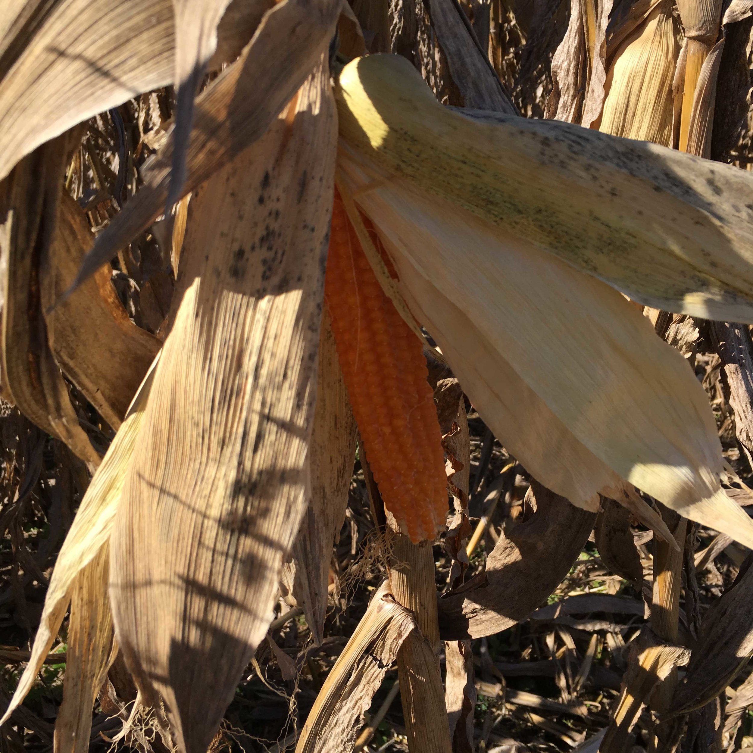 ella-and-ollie-heirloom-popcorn-st-louis-missouri-belleville-illinois-harvest-ear-on-stalk.jpg