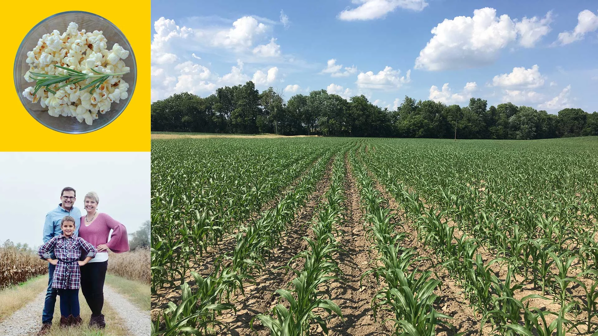 ella-and-ollie-heirloom-popcorn-st-louis-missouri-belleville-illinois-lily-fall-popcorn-farm0banner-large.jpg