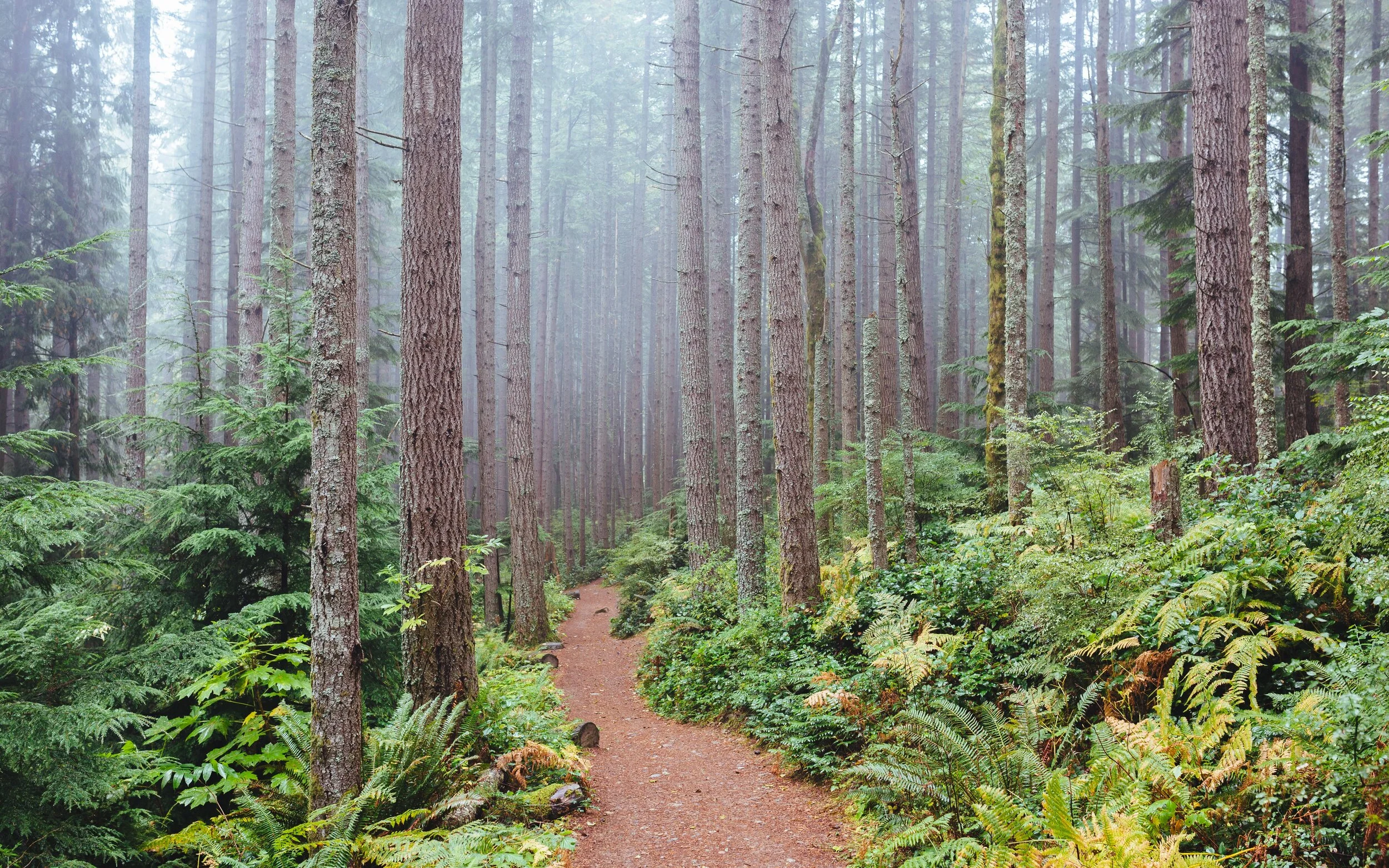 dave-hoefler-iwJfUW9rZTk-unsplash.jpg