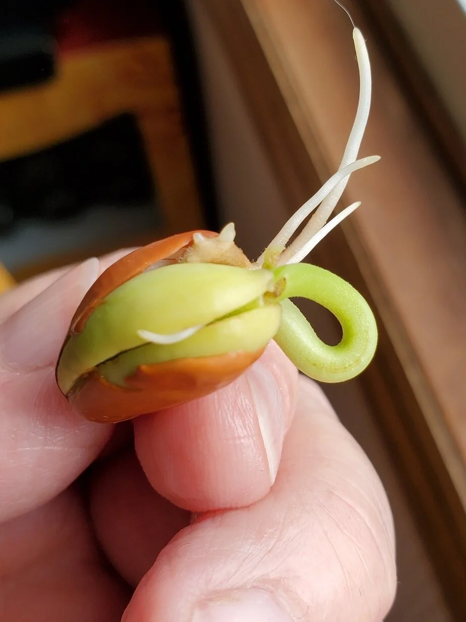 At Home Activity: Window Garden — Chicago Children's Museum