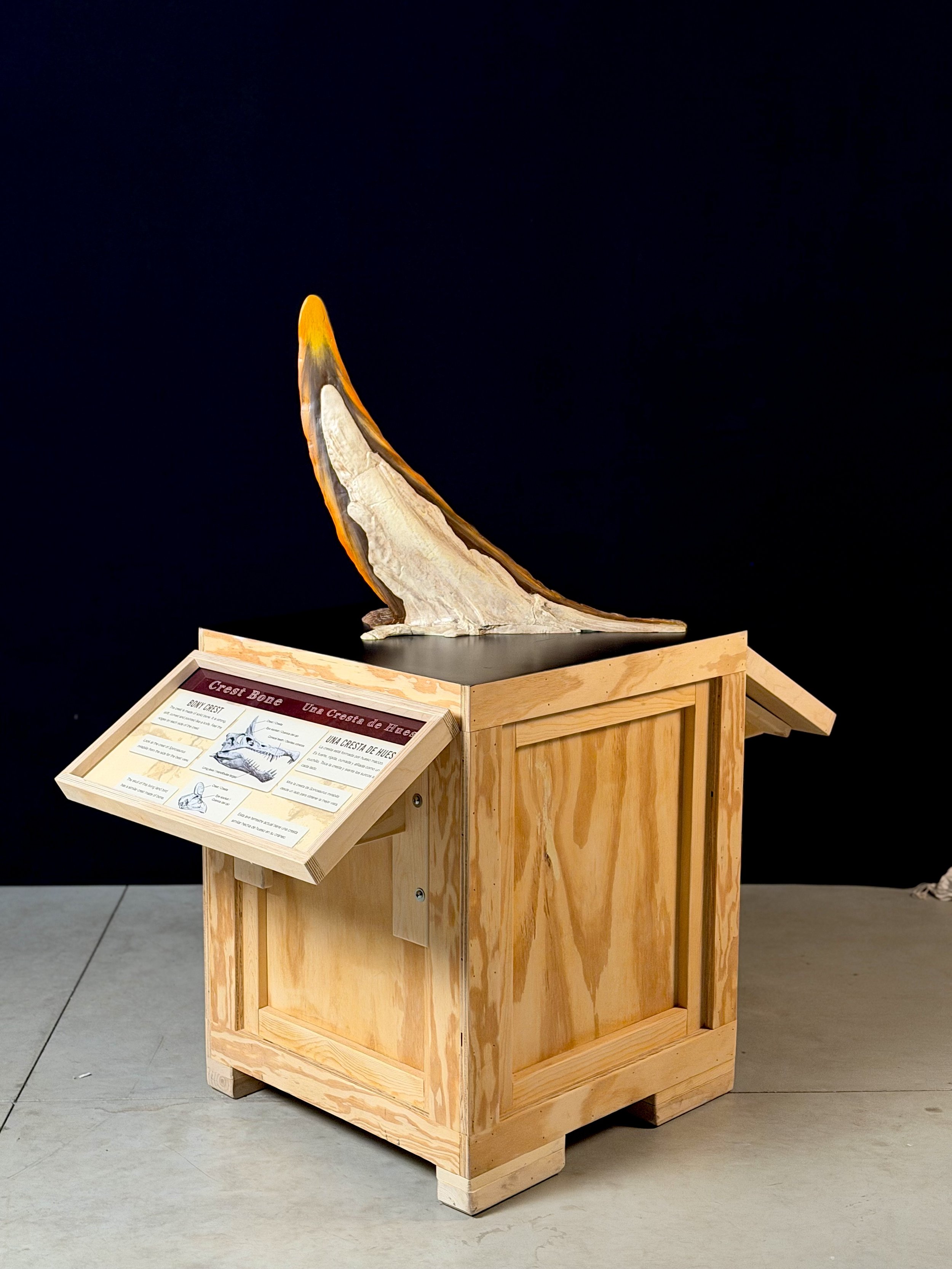 3-Bone-in-crest cast for CCM1-Erin Fitzgerald.jpeg