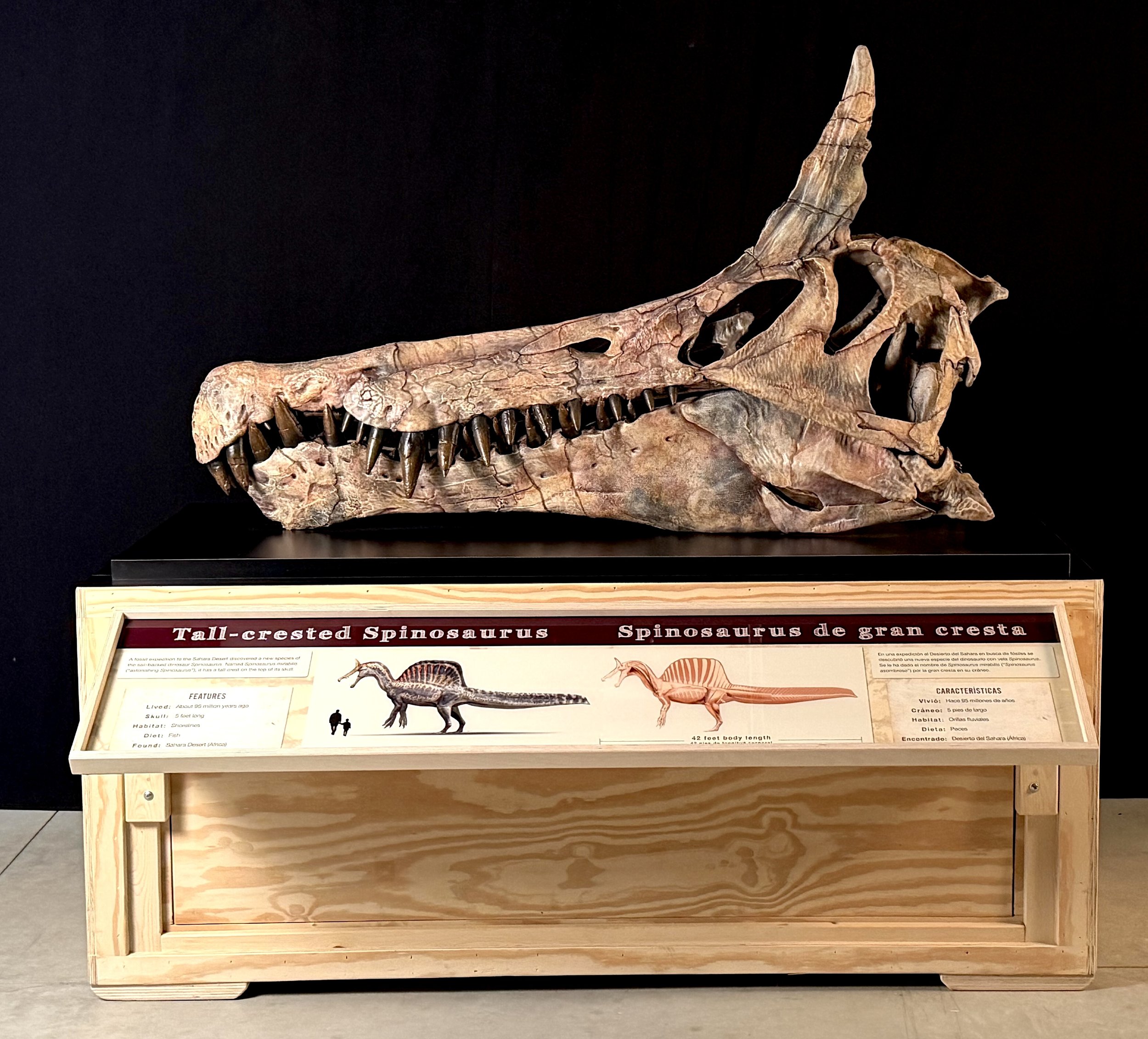 1-Skull cast exhibit for CCM-Erin Fitzgerald.jpeg